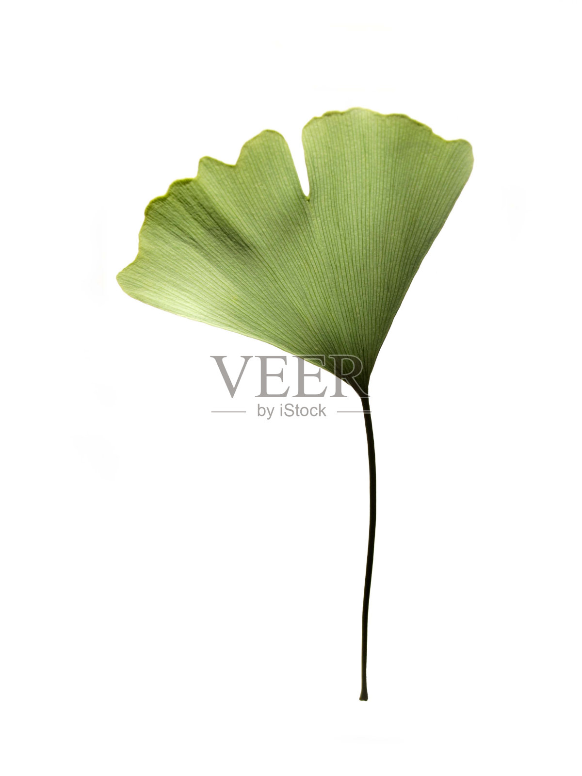 银杏照片摄影图片