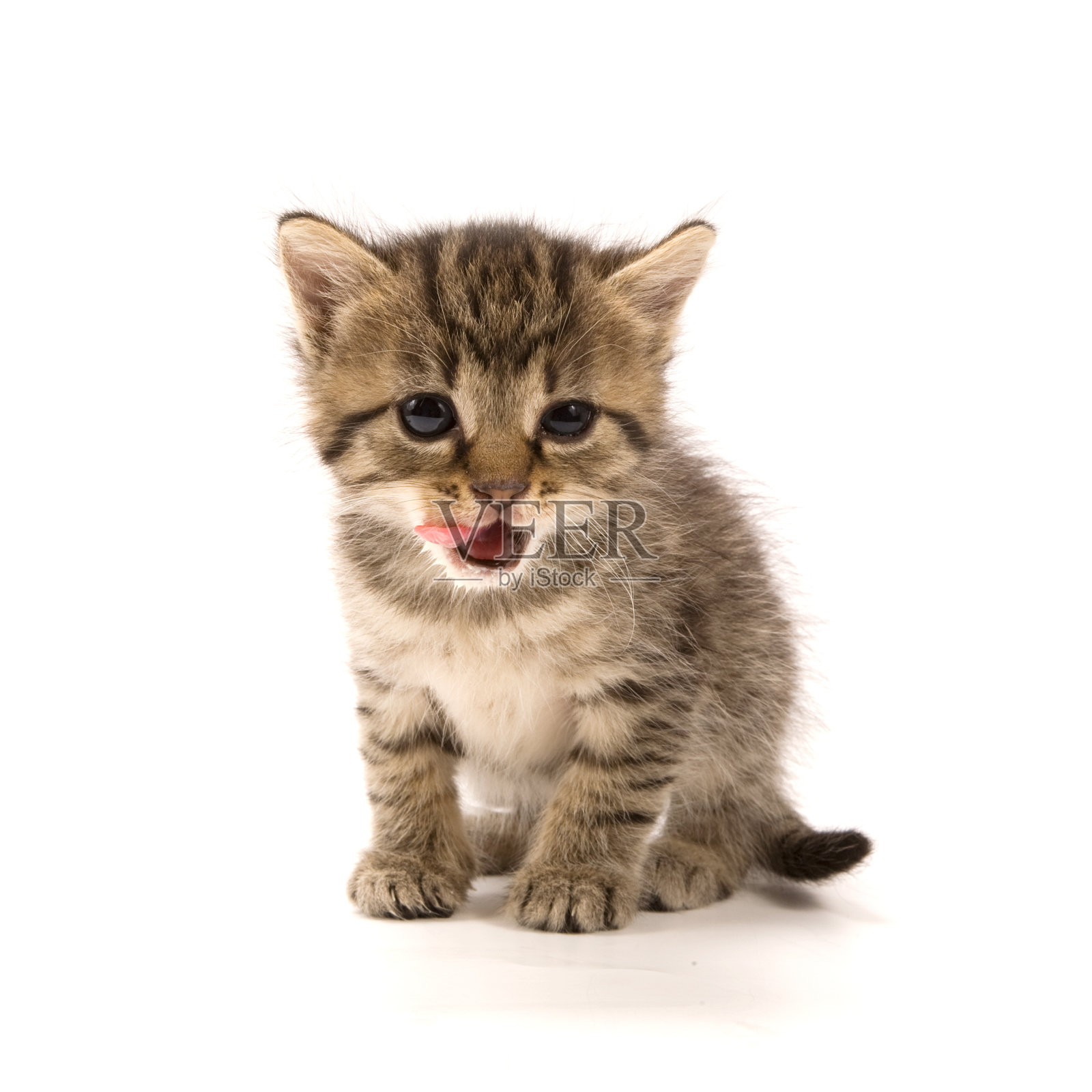 小猫照片摄影图片