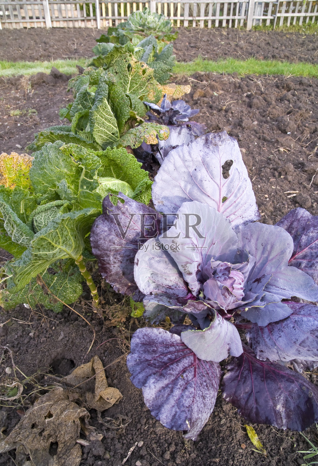 红球甘蓝照片摄影图片