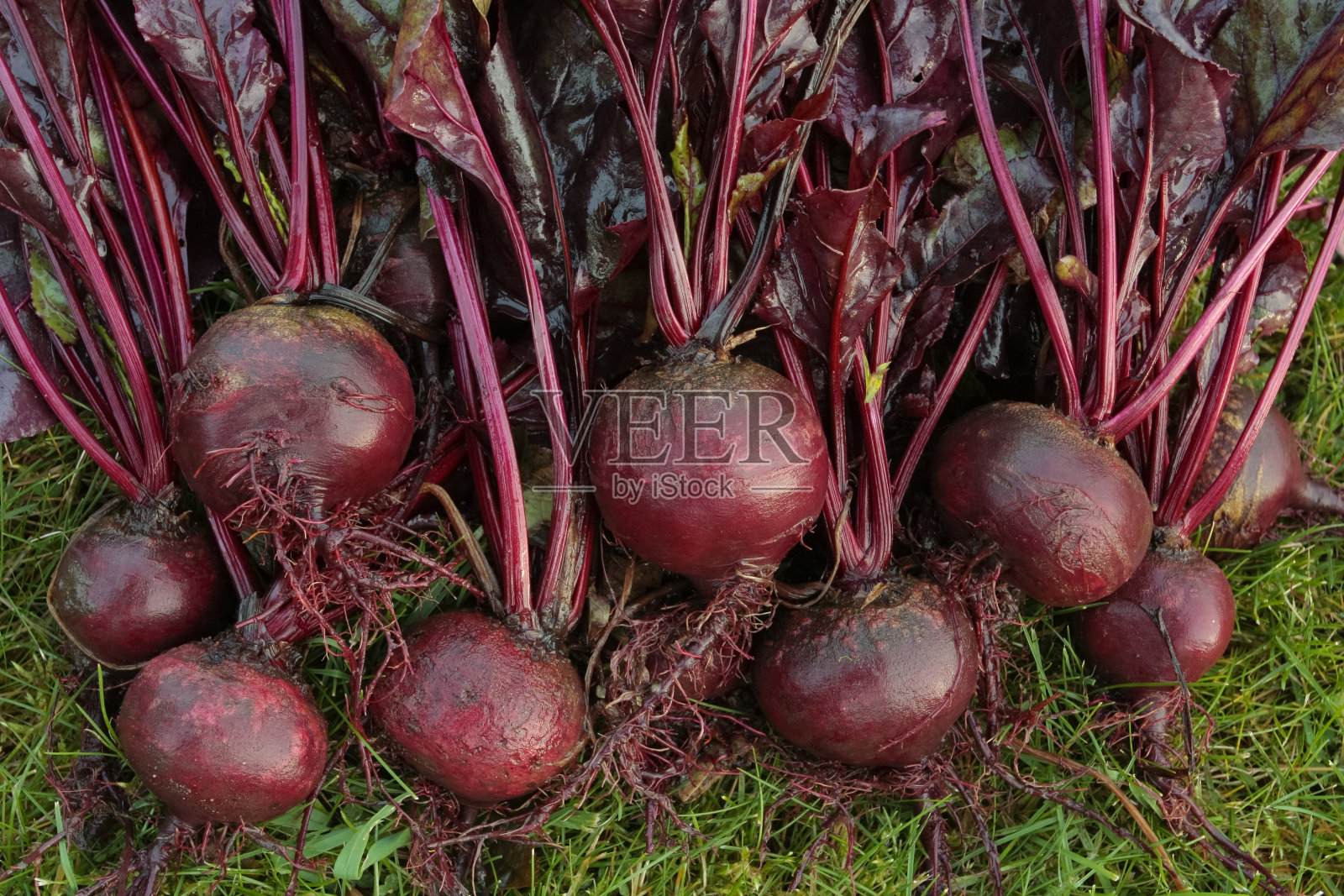 新鲜的甜菜根蔬菜照片摄影图片