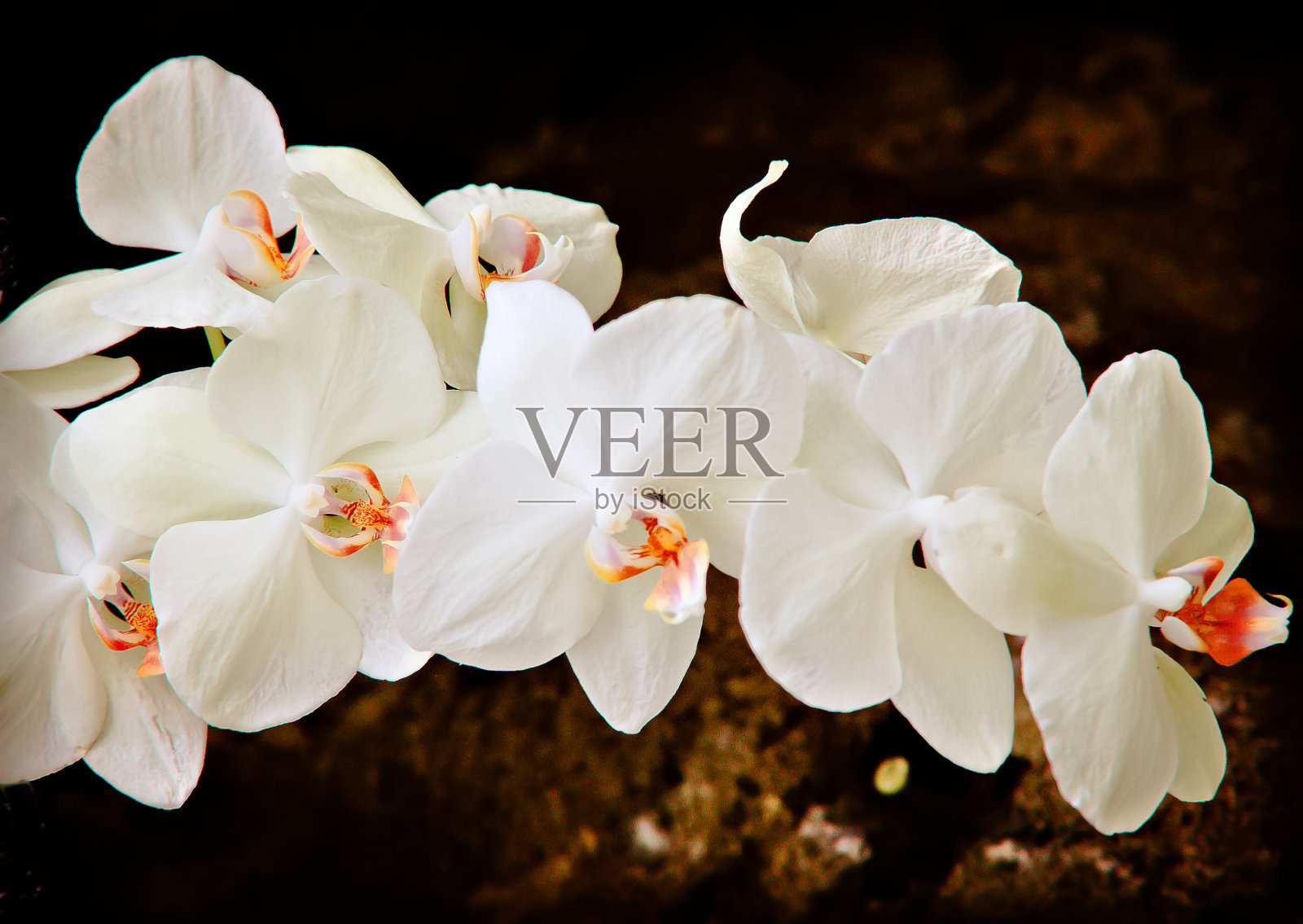 白色兰花映衬着石头的背景照片摄影图片