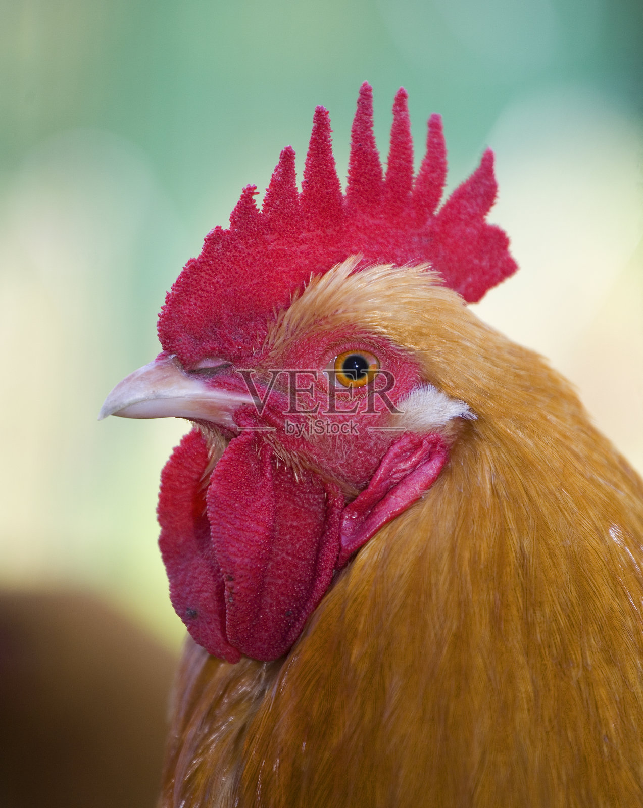 公鸡肖像照片摄影图片