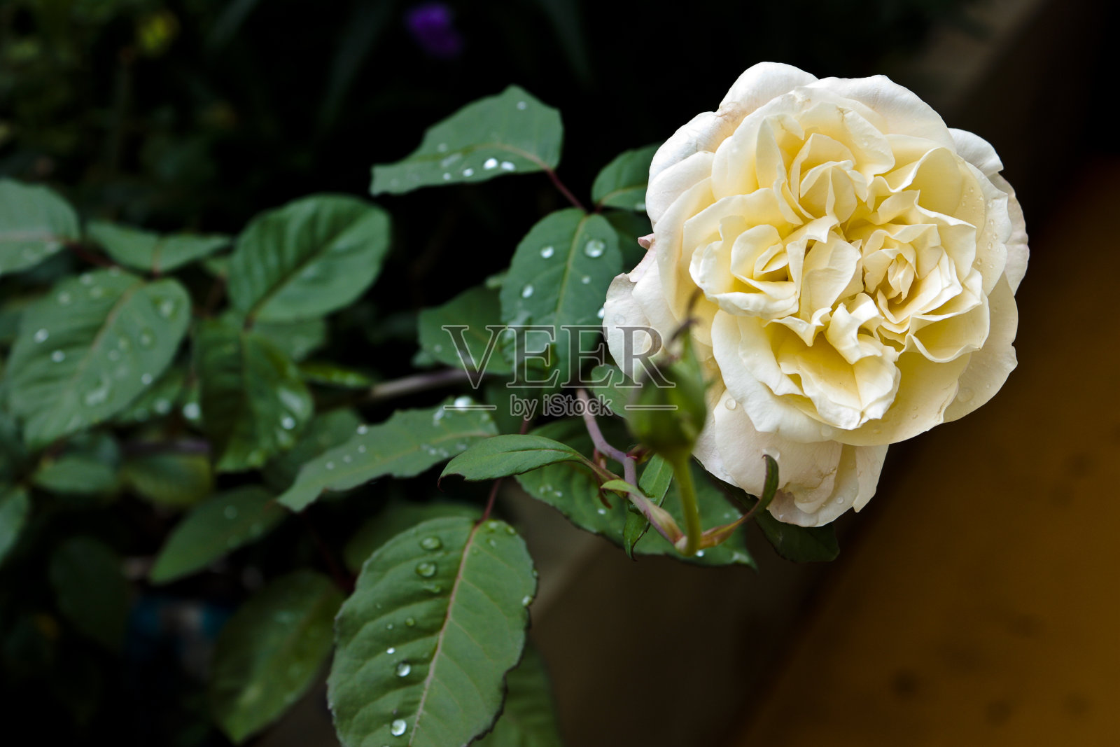 罗莎照片摄影图片