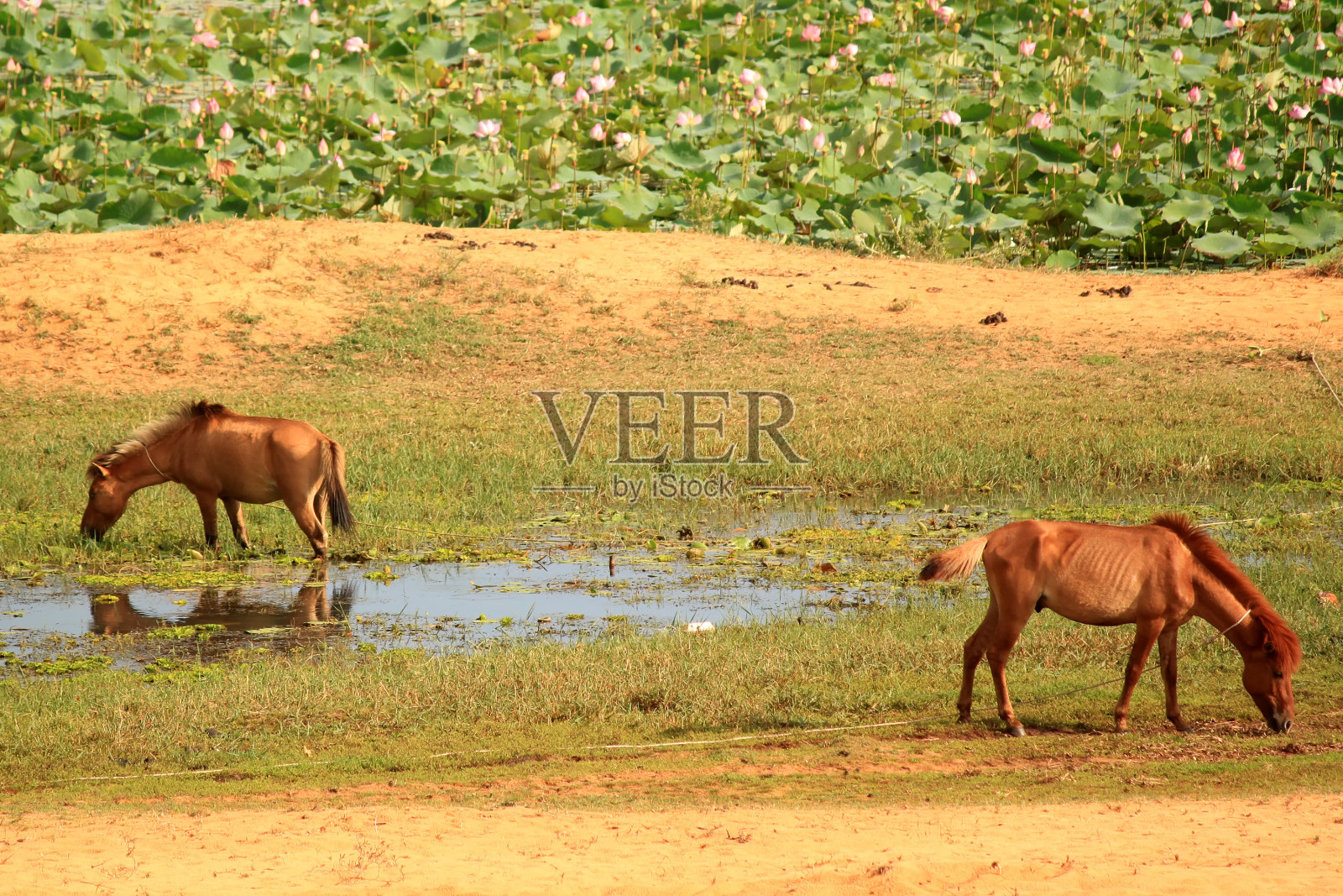 马照片摄影图片