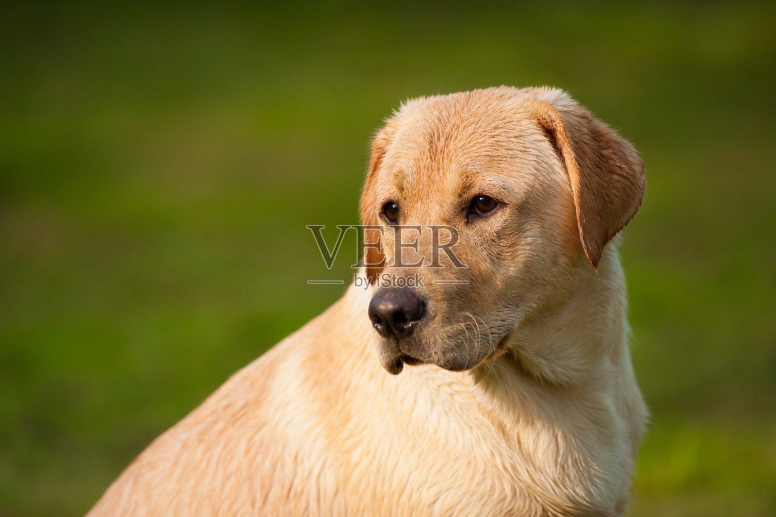 金毛猎犬照片摄影图片