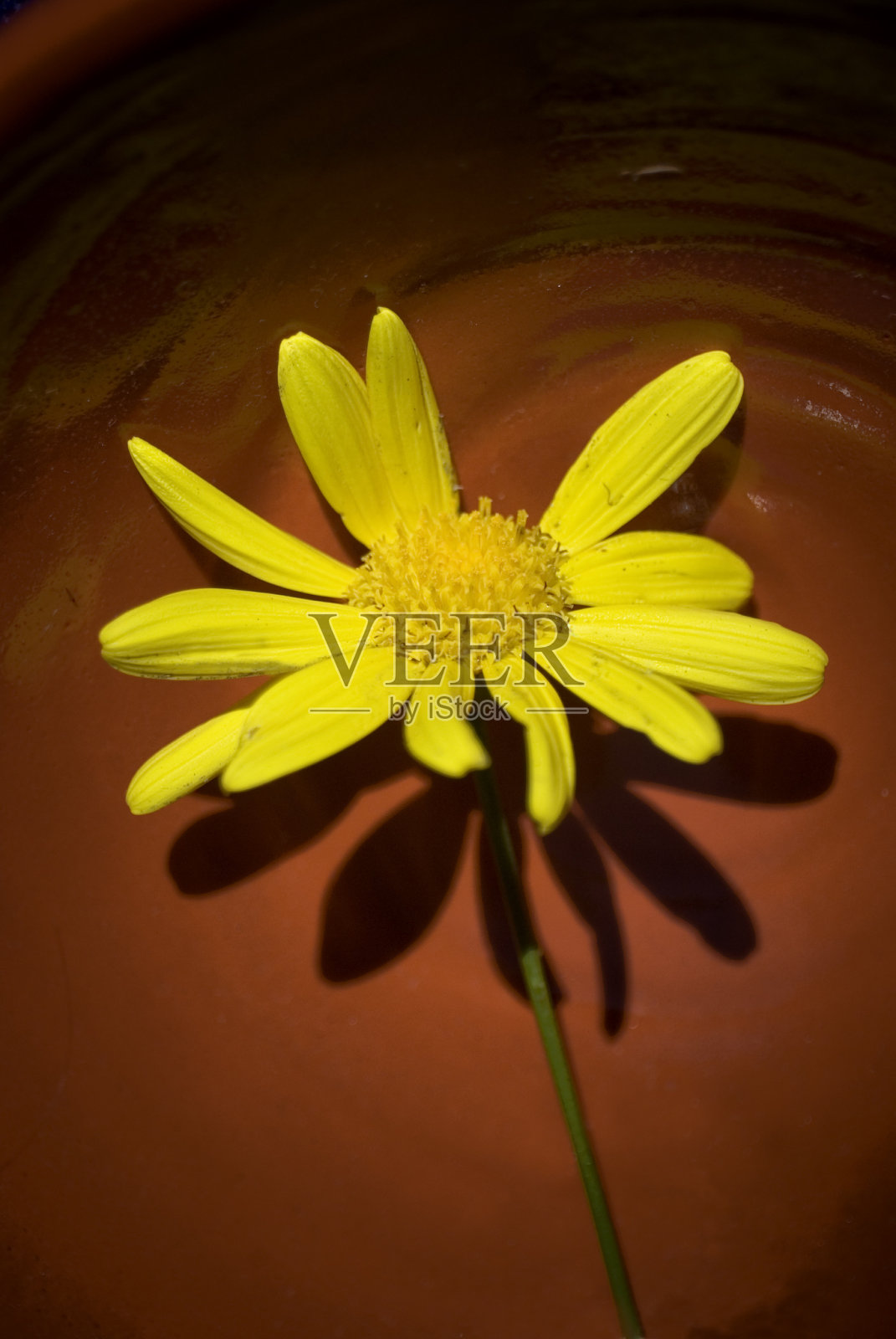 黄色的雏菊照片摄影图片