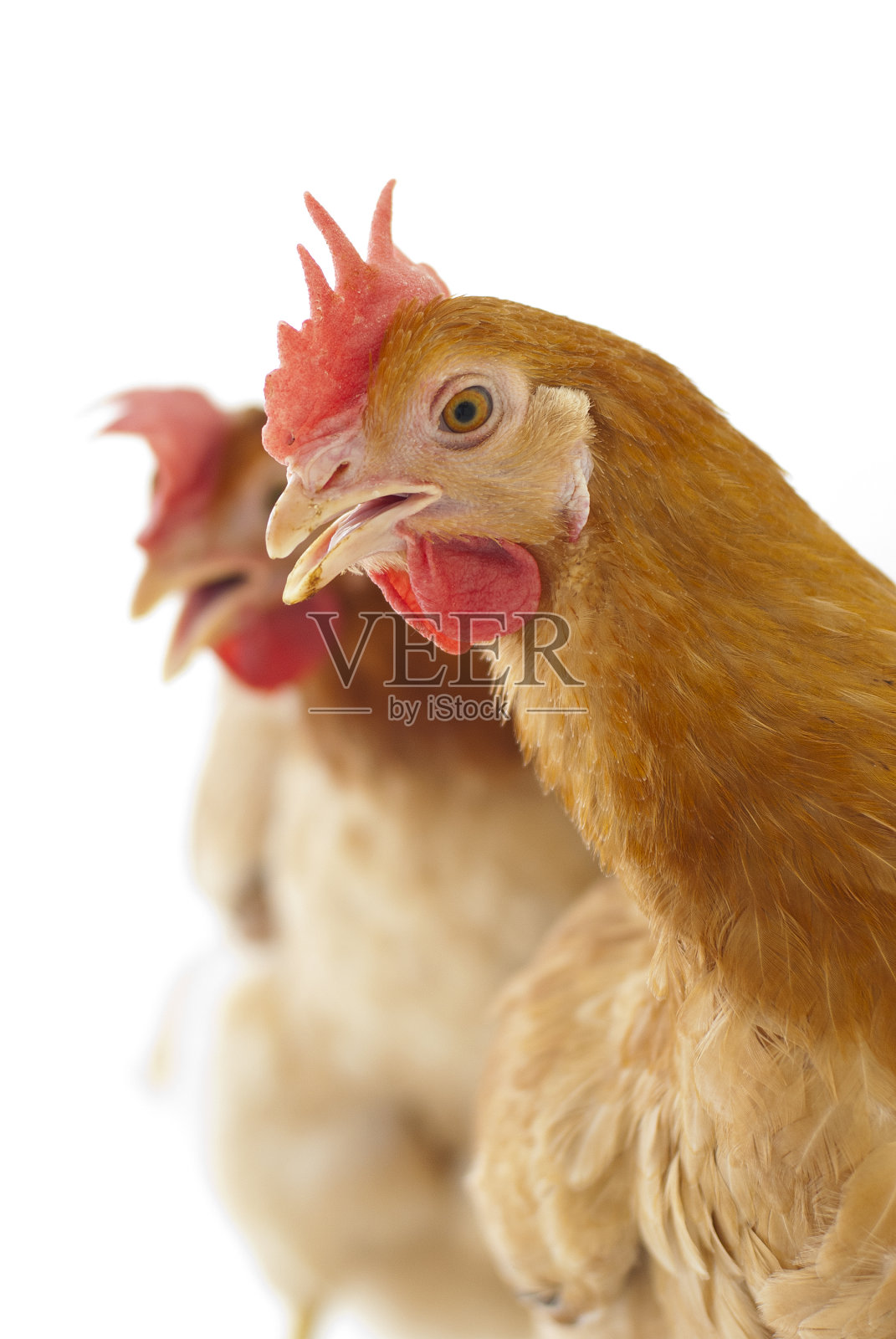 两只鸡重叠站立照片摄影图片