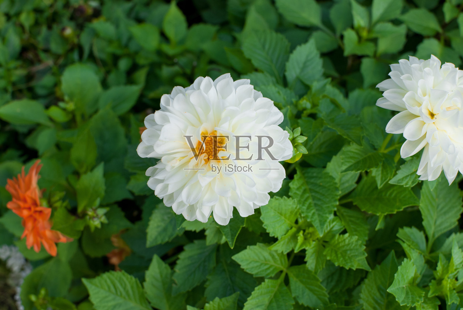 白色大丽照片摄影图片