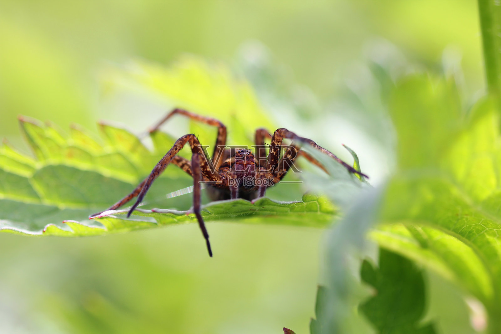蜘蛛照片摄影图片
