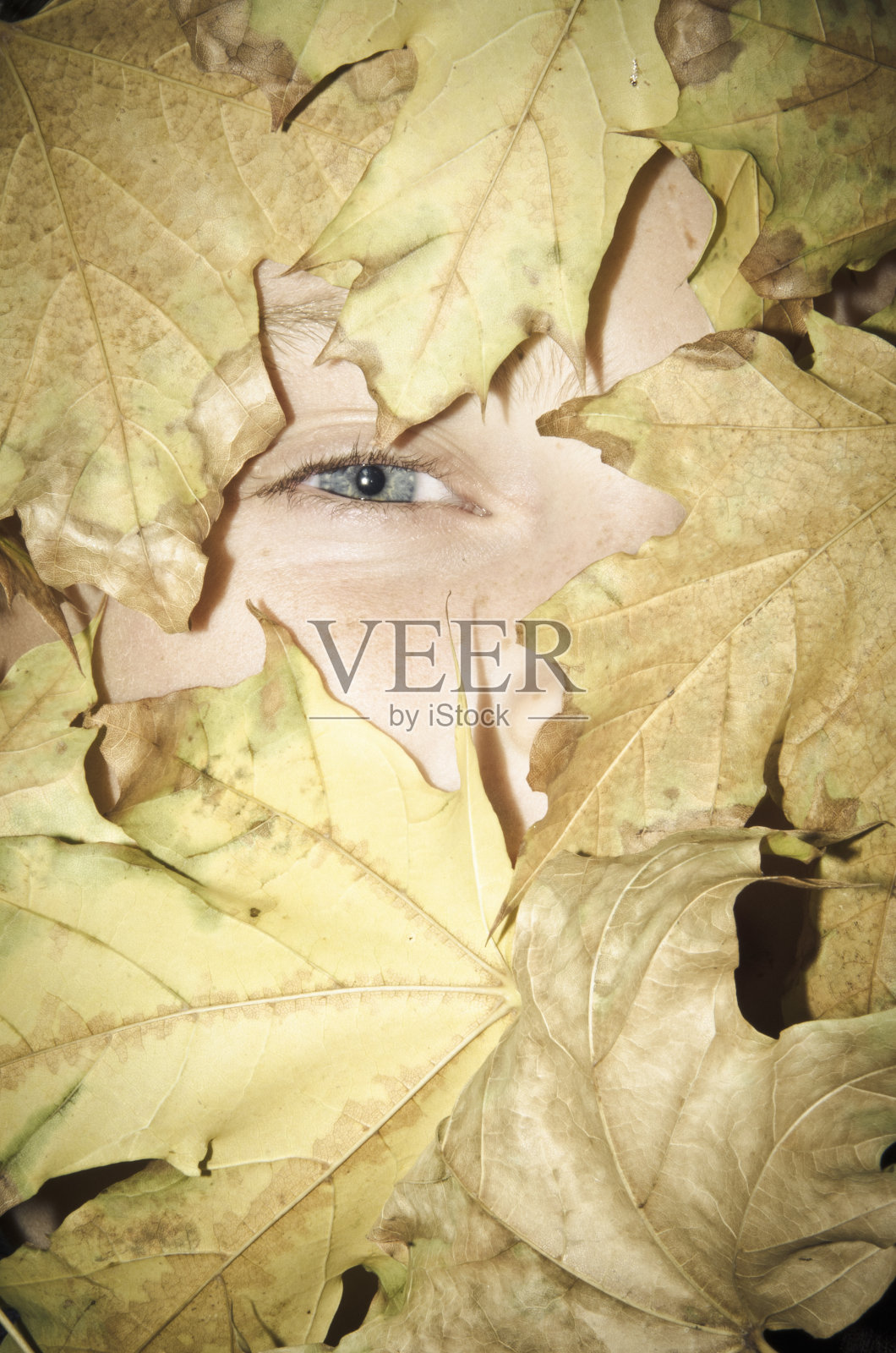 盖着叶子的小山羊照片摄影图片