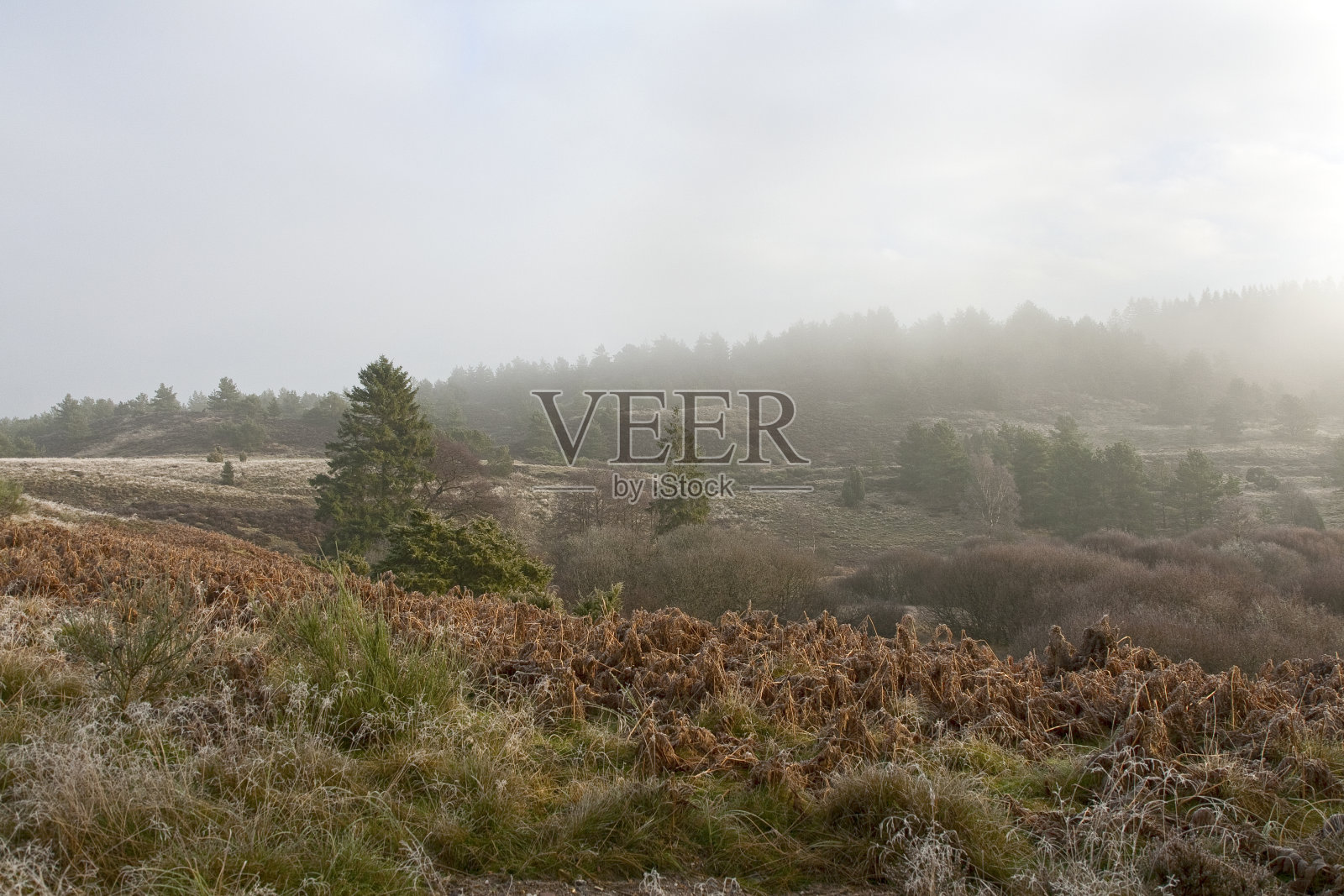 荒野的早晨照片摄影图片