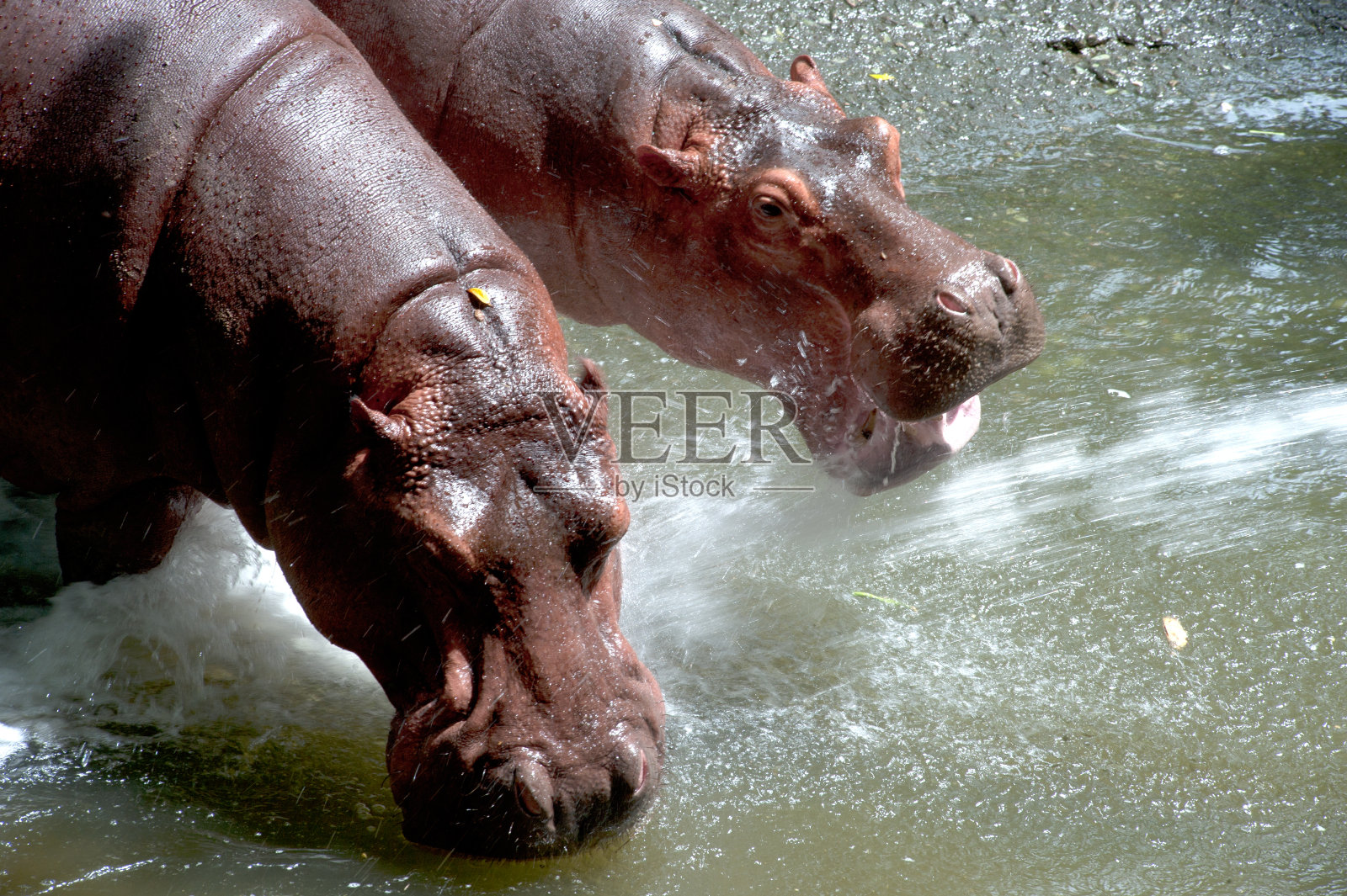 河马。照片摄影图片