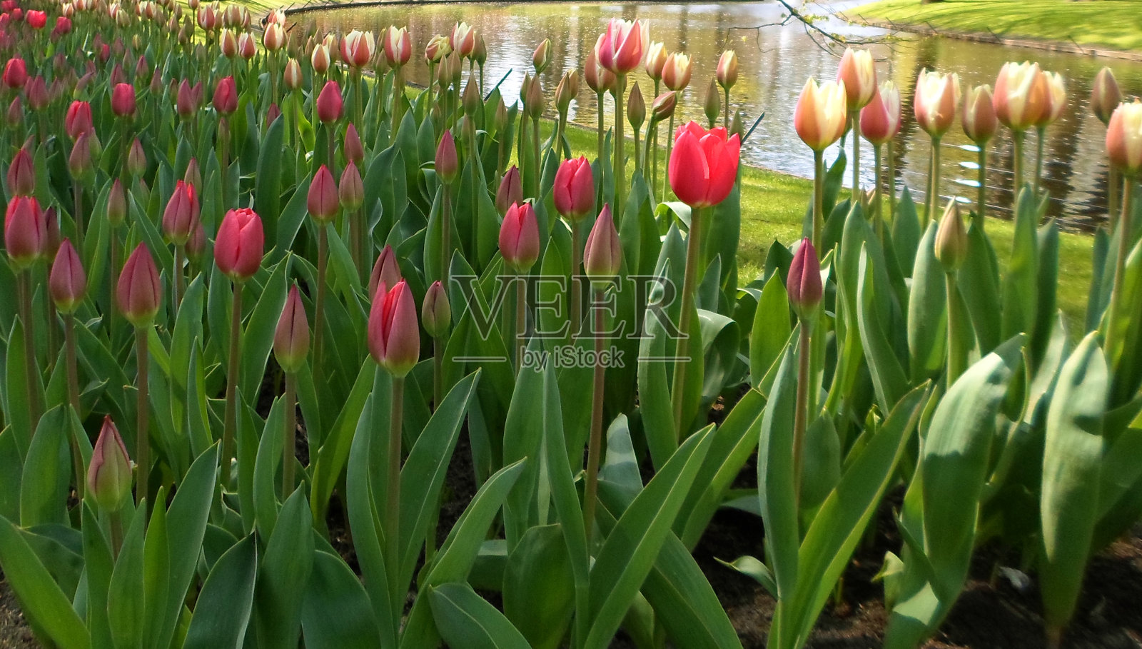 郁金香湖照片摄影图片