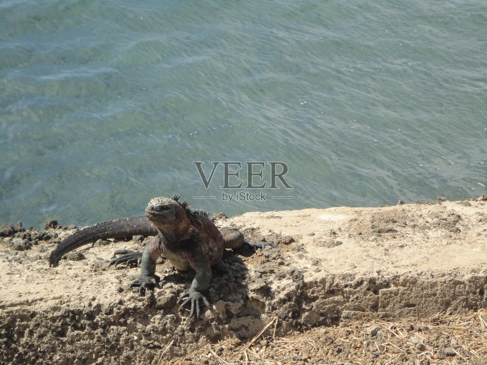 加拉帕戈斯群岛照片摄影图片