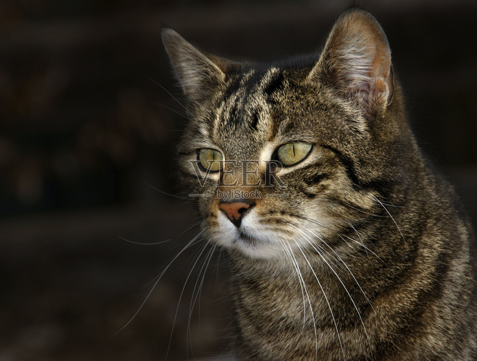 猫照片摄影图片