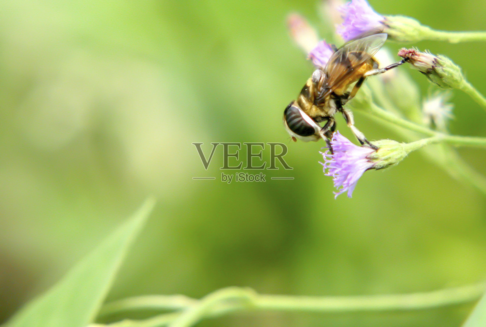 蜜蜂照片摄影图片