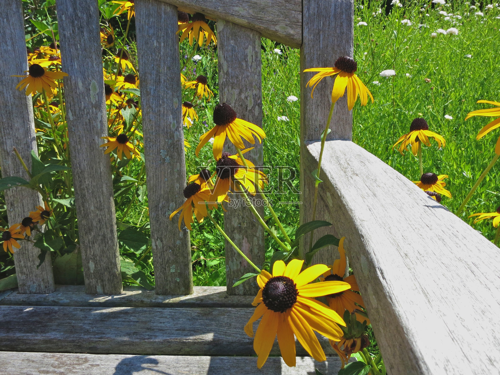 松果菊照片摄影图片