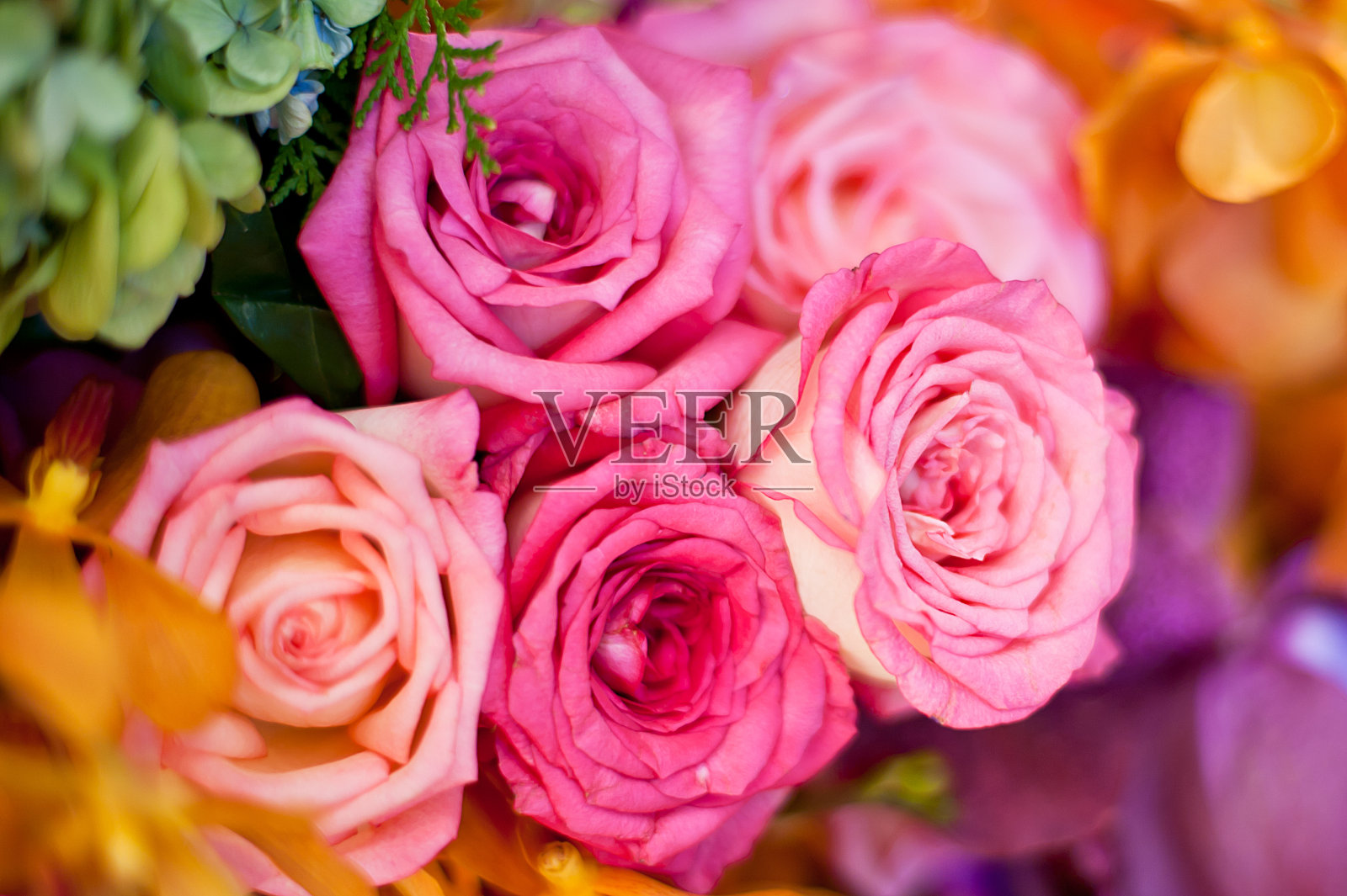 美丽的玫瑰作为背景照片摄影图片