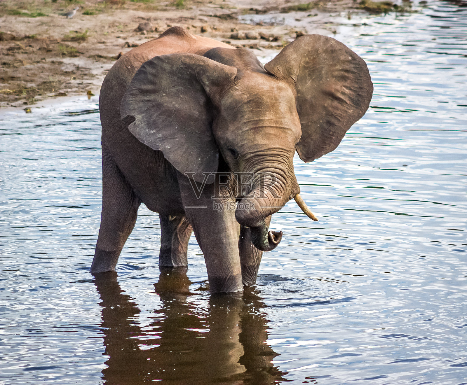 用扭曲的鼻子喝水的小象照片摄影图片