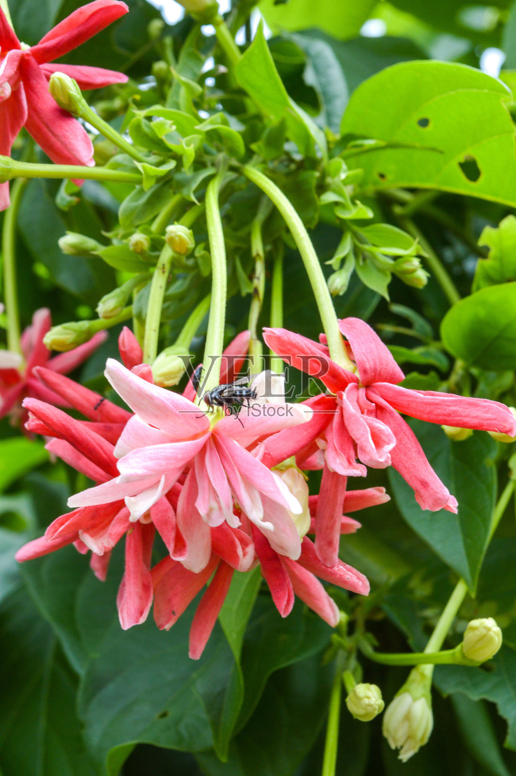 粉红色的缅甸蔷薇花照片摄影图片