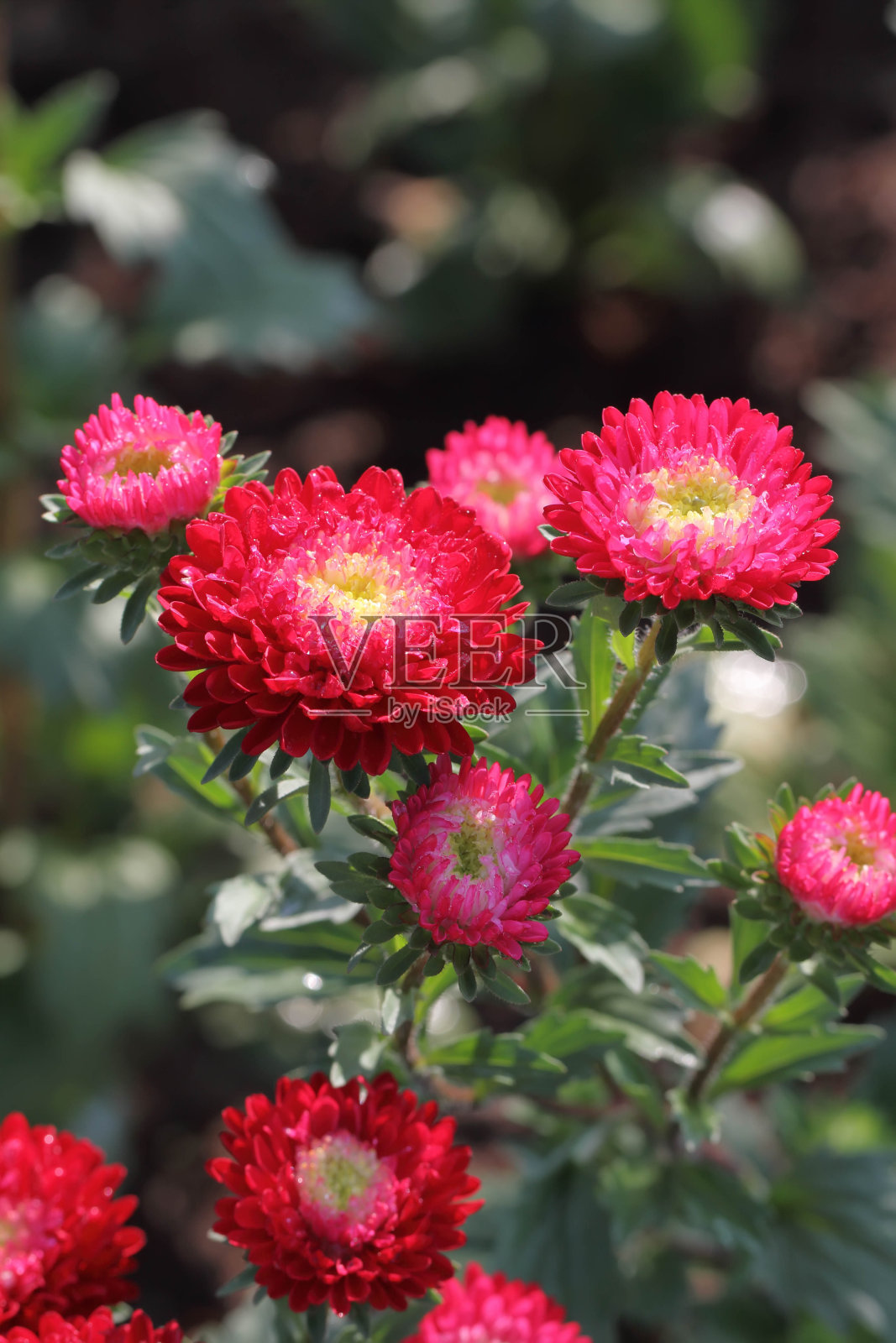 红色的花照片摄影图片