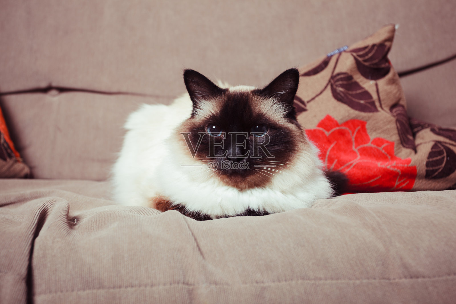 漂亮的伯曼猫在沙发上照片摄影图片