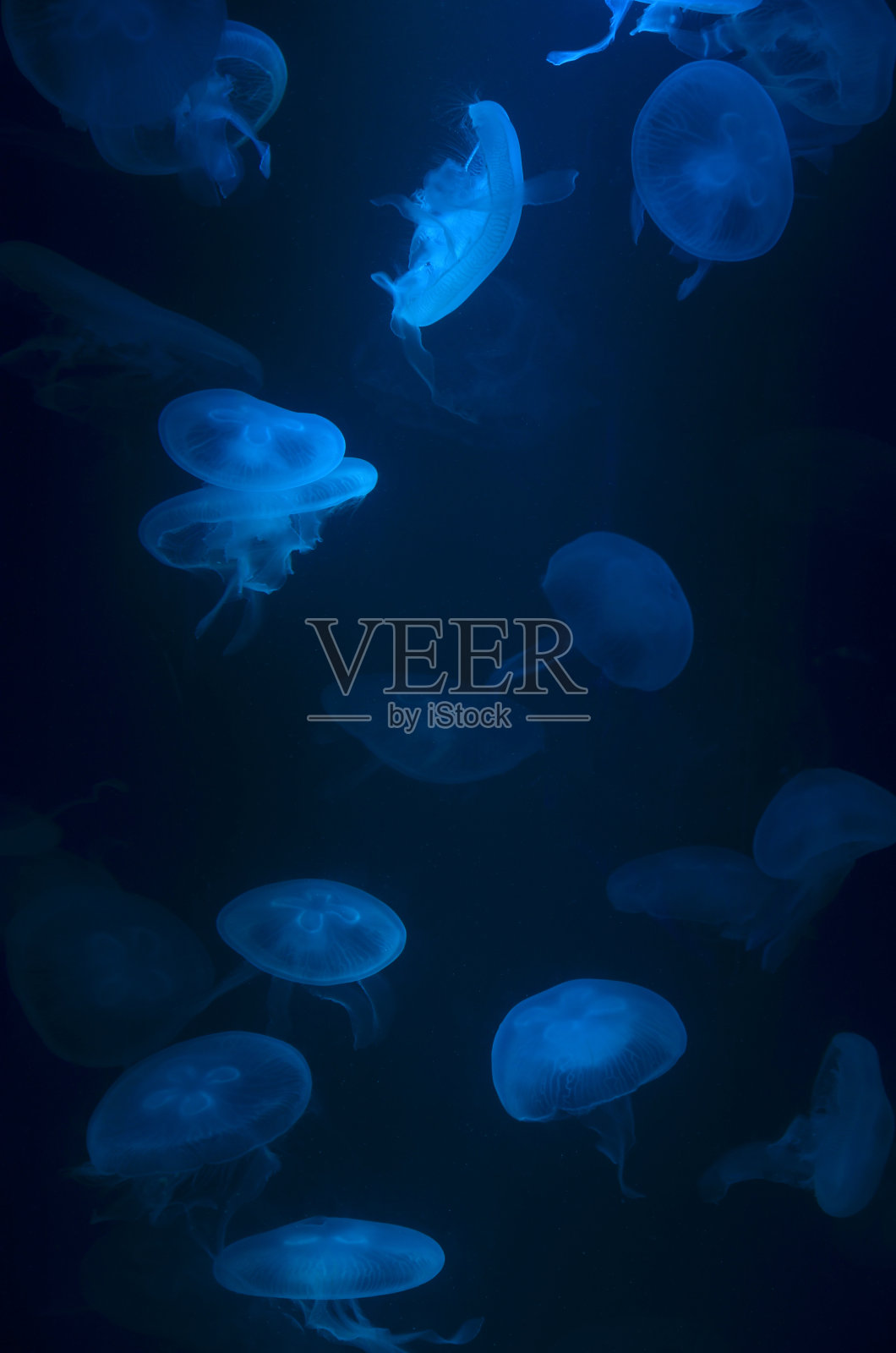 水母照片摄影图片