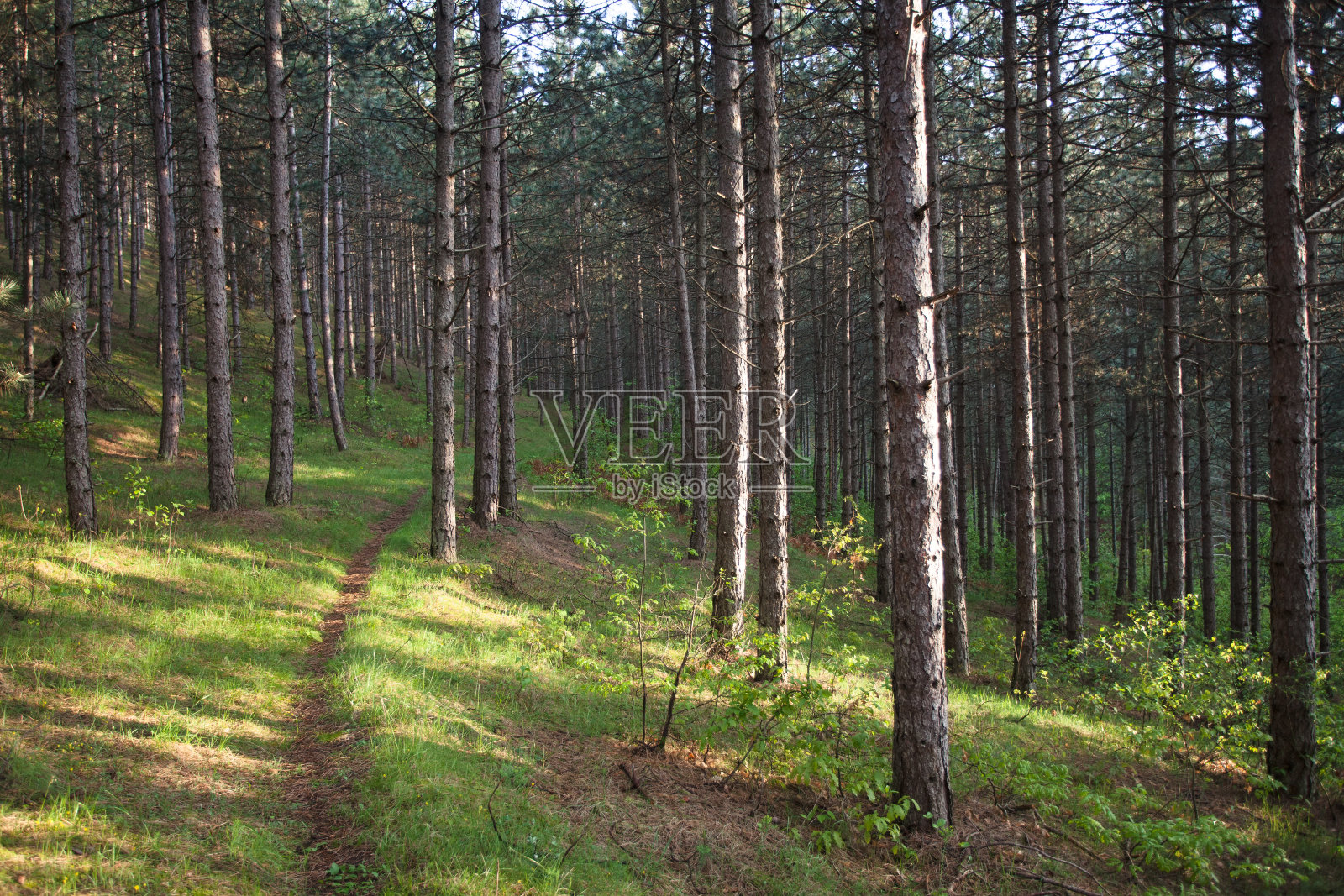 早晨的太阳在森林里照片摄影图片