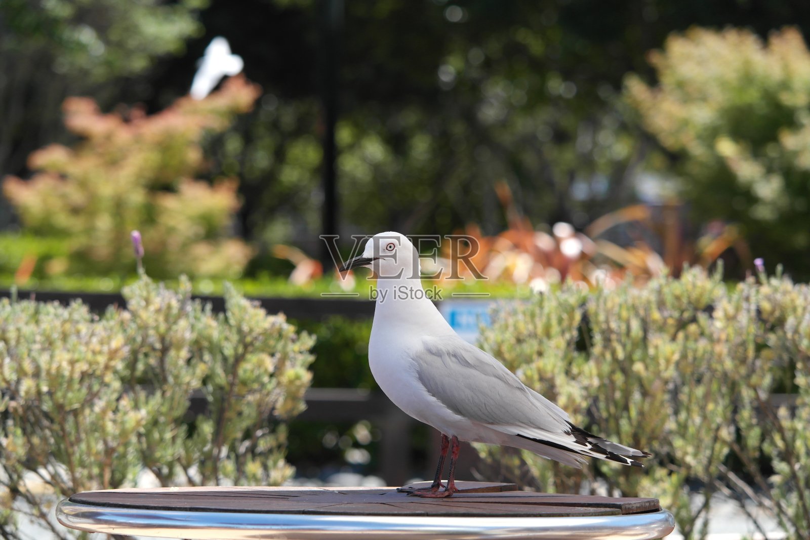 梅韦照片摄影图片