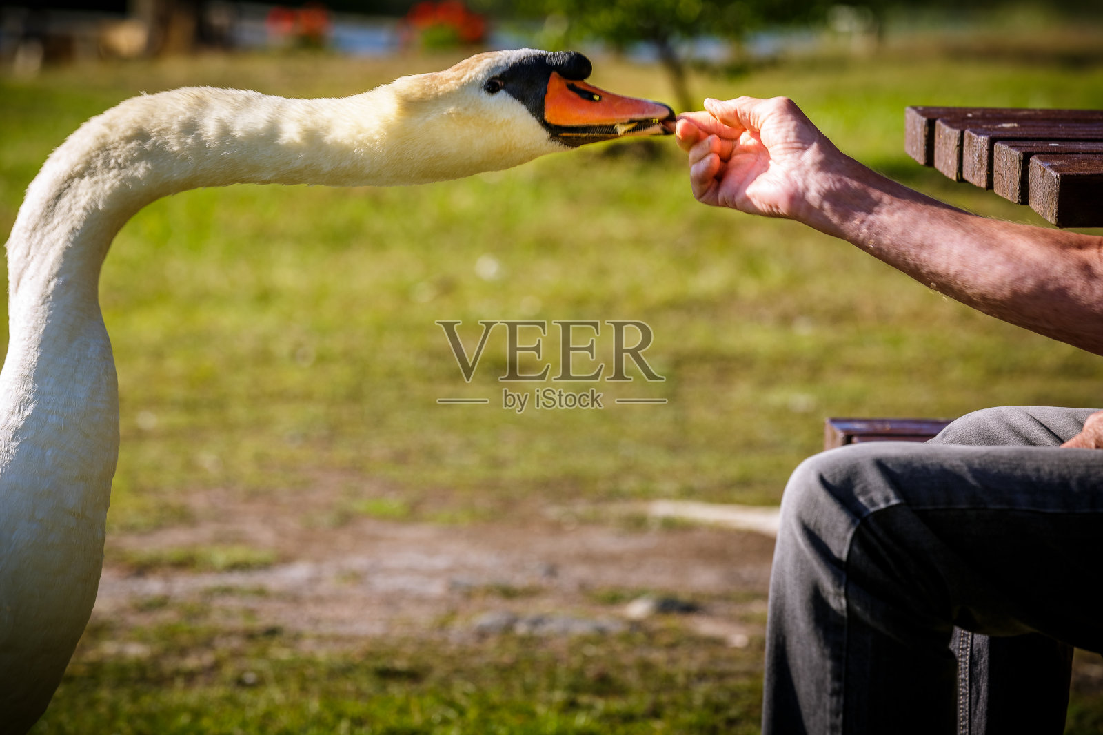 老人和天鹅照片摄影图片