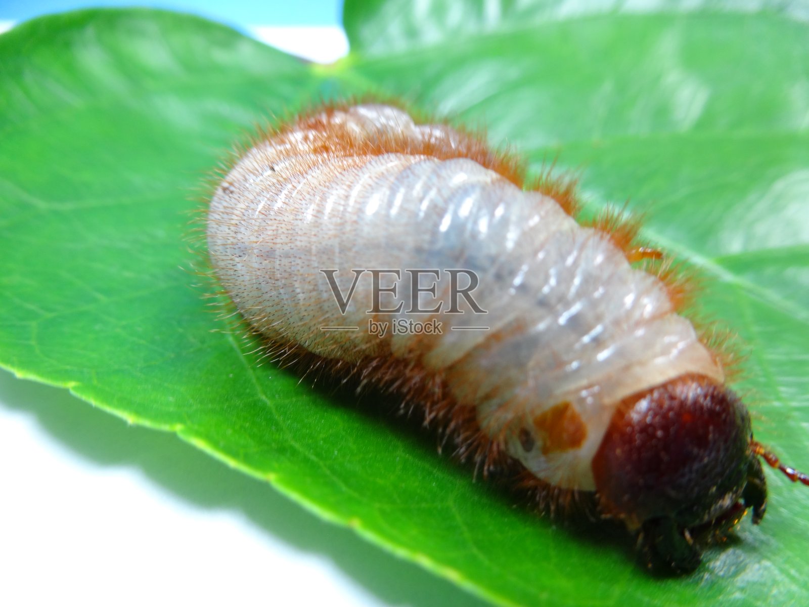 椰子犀牛甲虫幼虫照片摄影图片