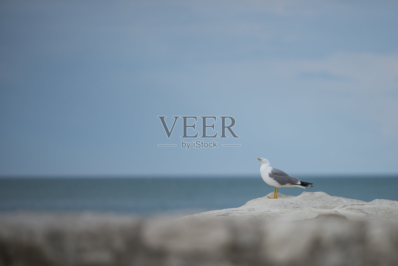 岩石上的海鸥,叫着:“康内罗,意大利。照片摄影图片