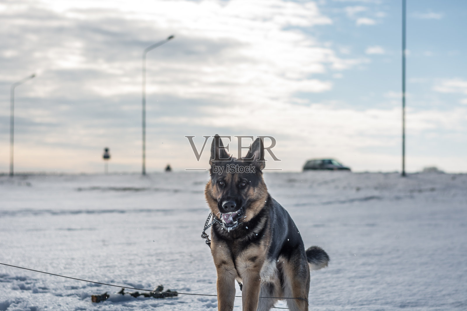 德国牧羊犬在户外的雪中跳跃。冬天的背景。照片摄影图片