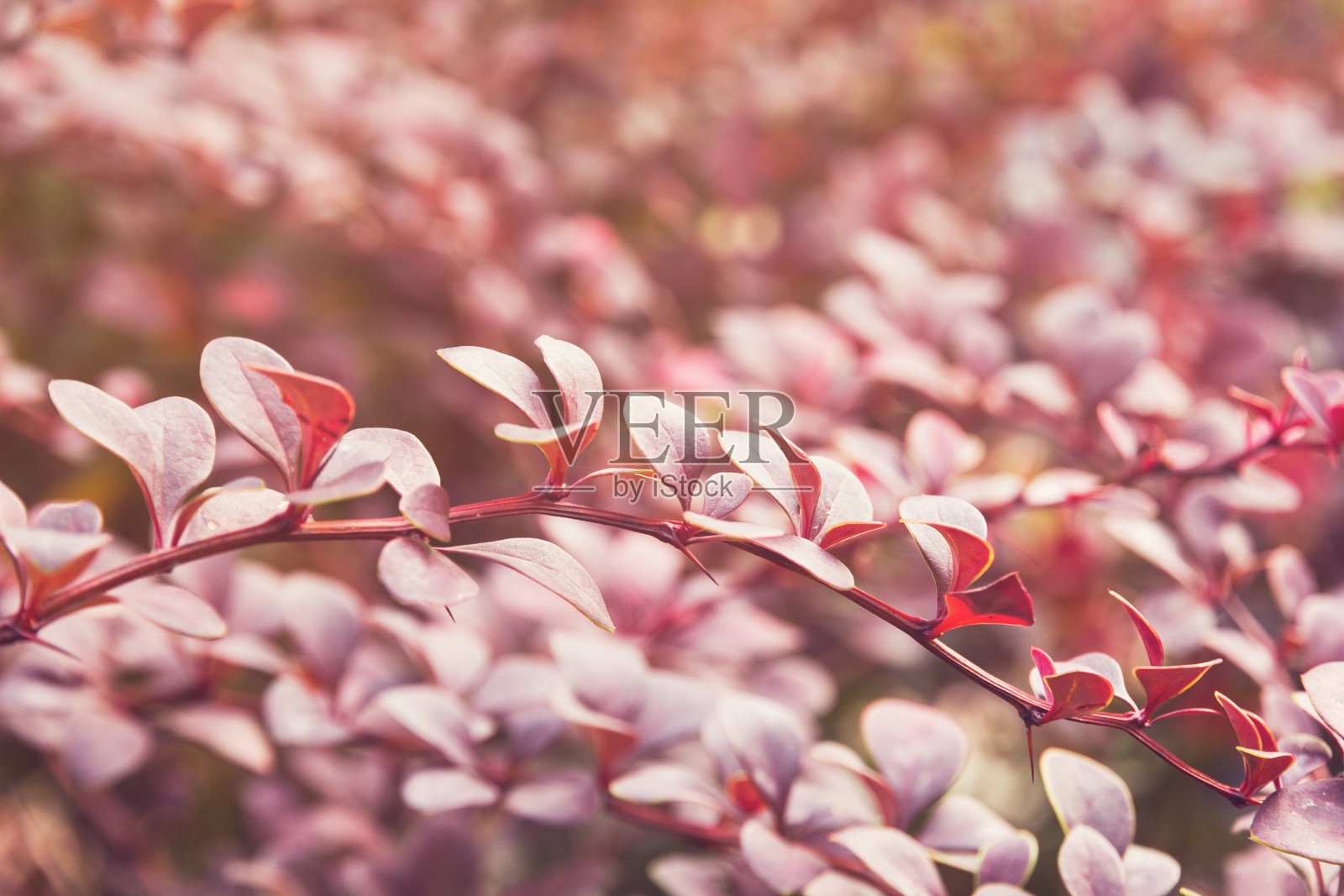 秋天阳光下的小檗丛照片摄影图片