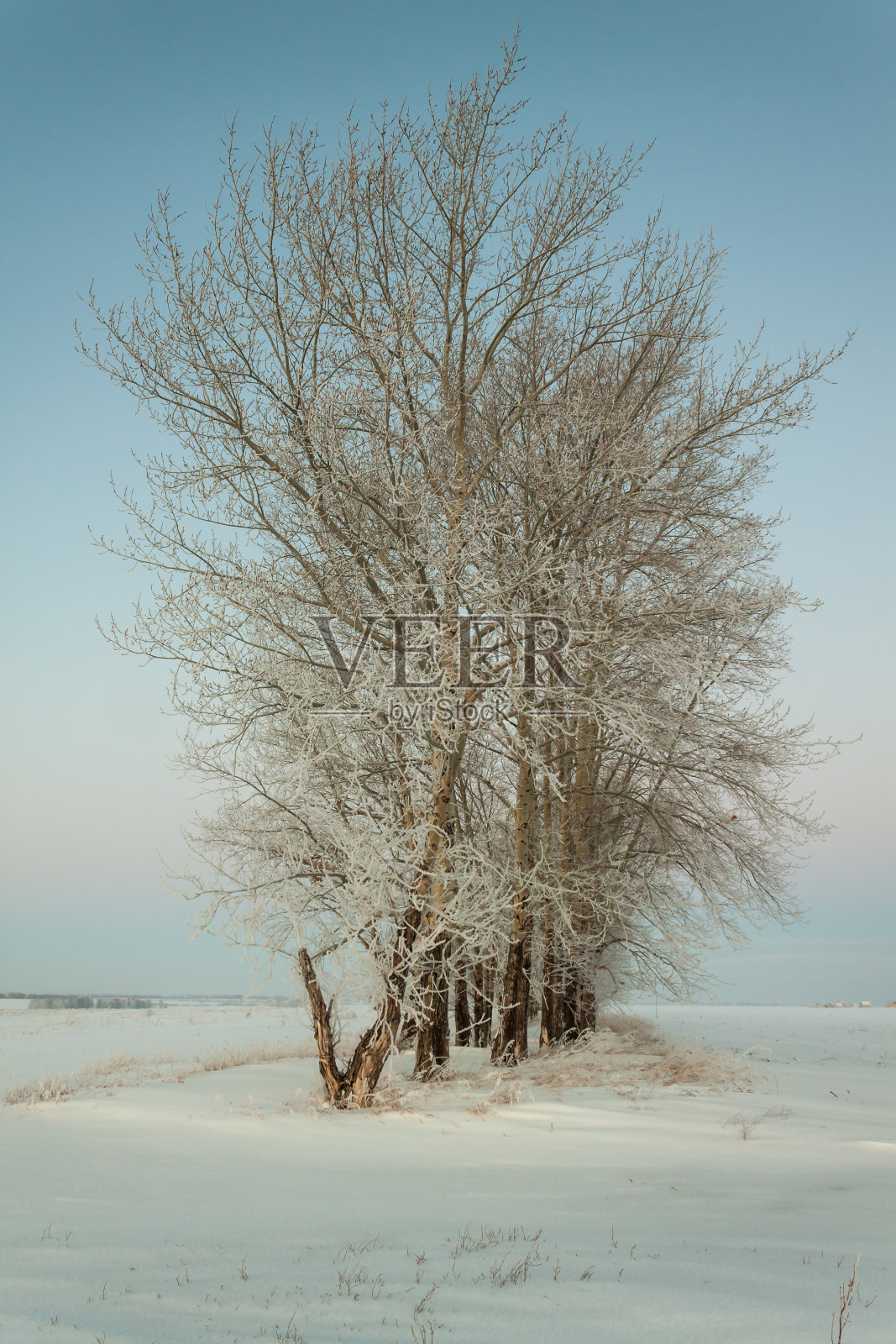 冬天的早晨照片摄影图片