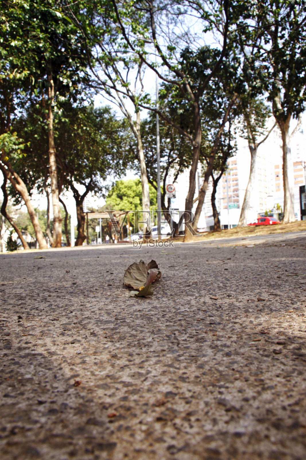 叶照片摄影图片