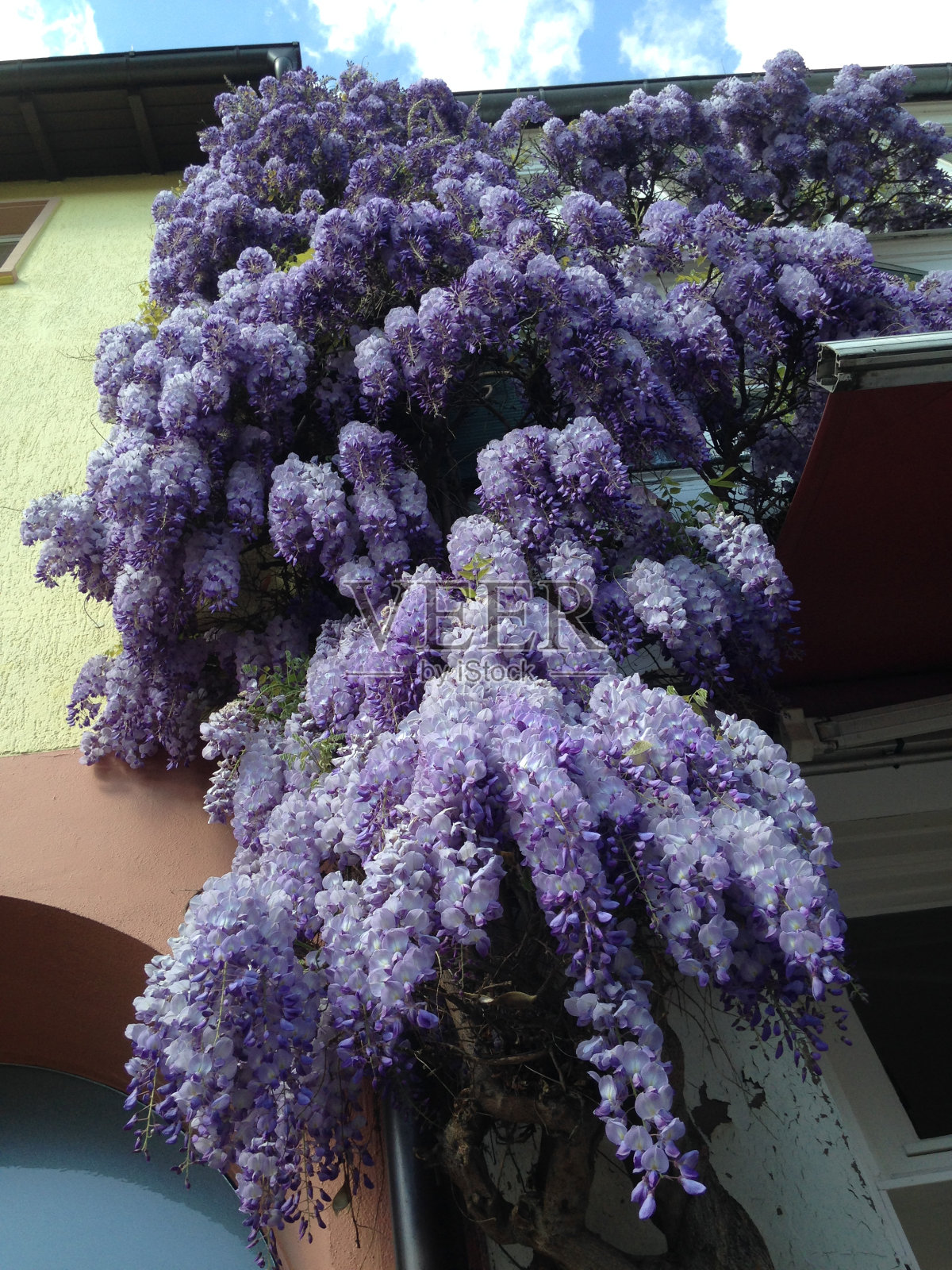 紫藤照片摄影图片