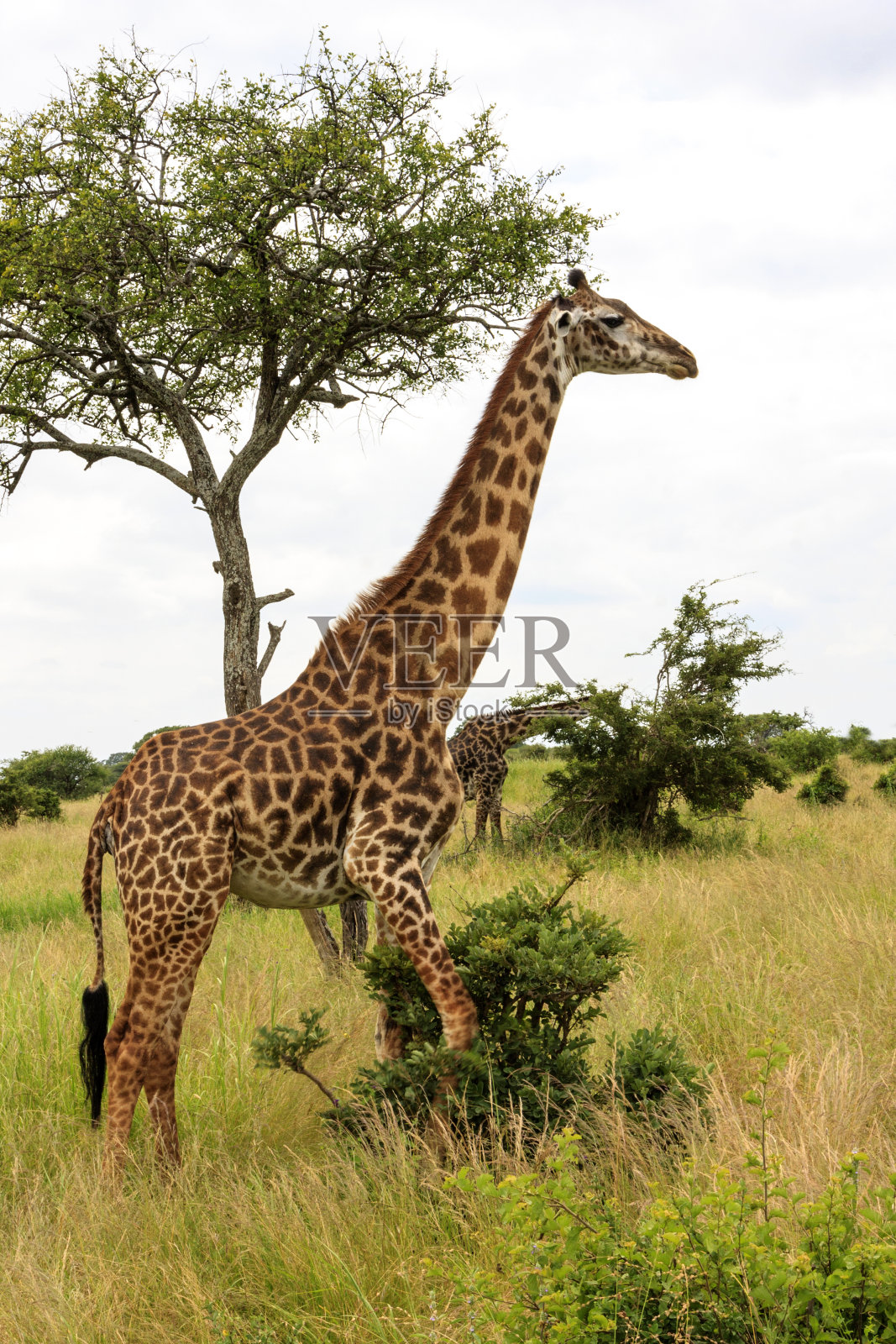 在非洲放牧长颈鹿照片摄影图片