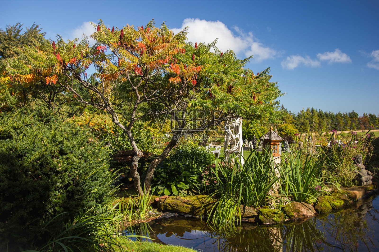 花园里池塘边的一棵树照片摄影图片