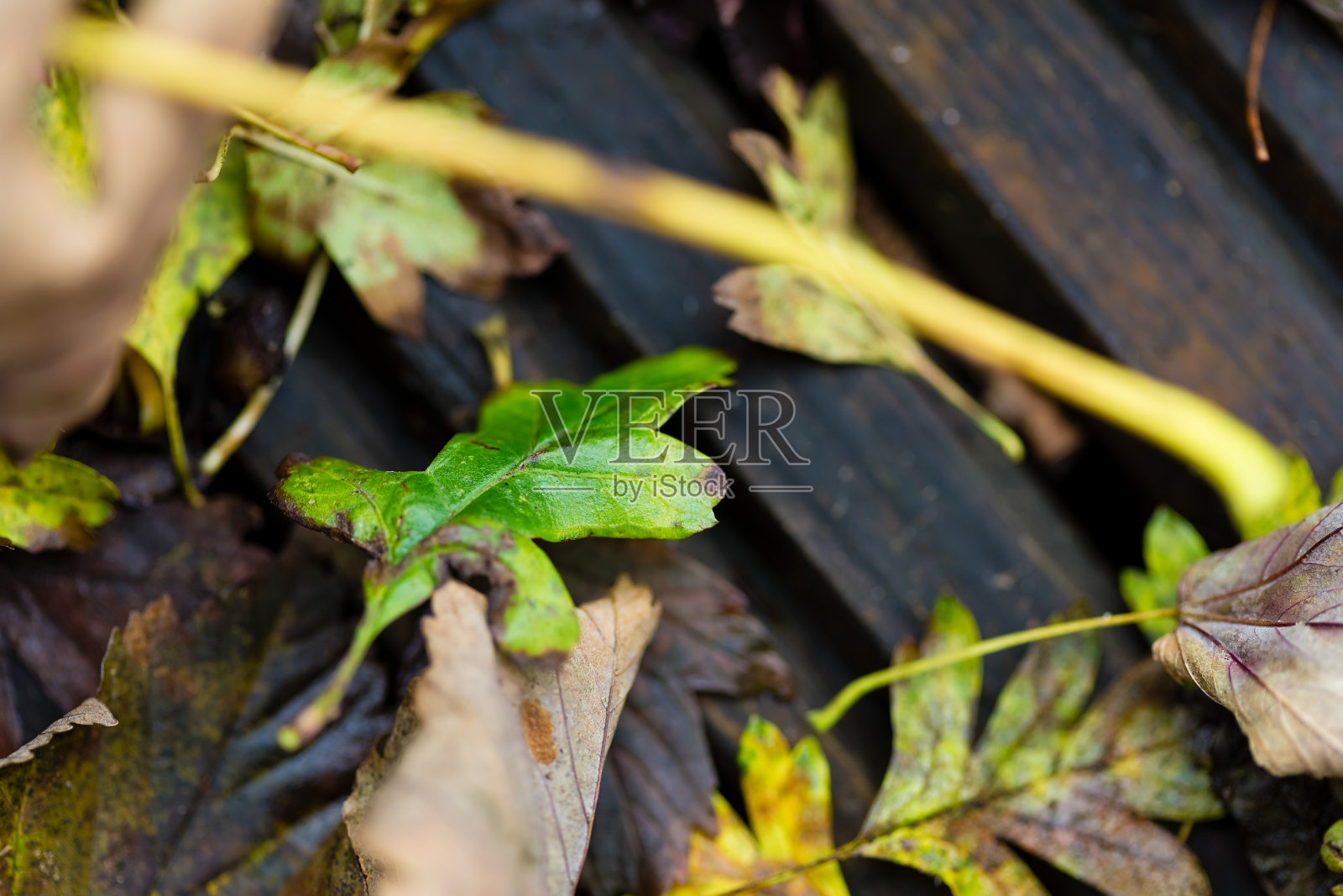 枯叶照片摄影图片