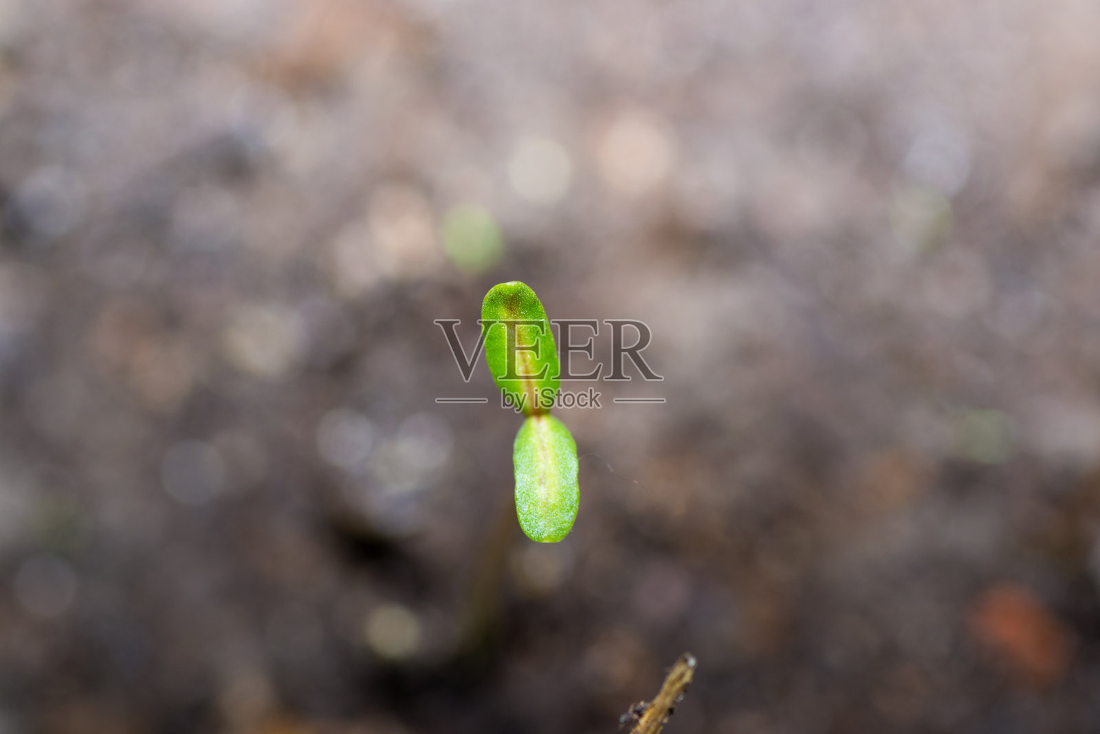 自然树木植物绿色照片摄影图片