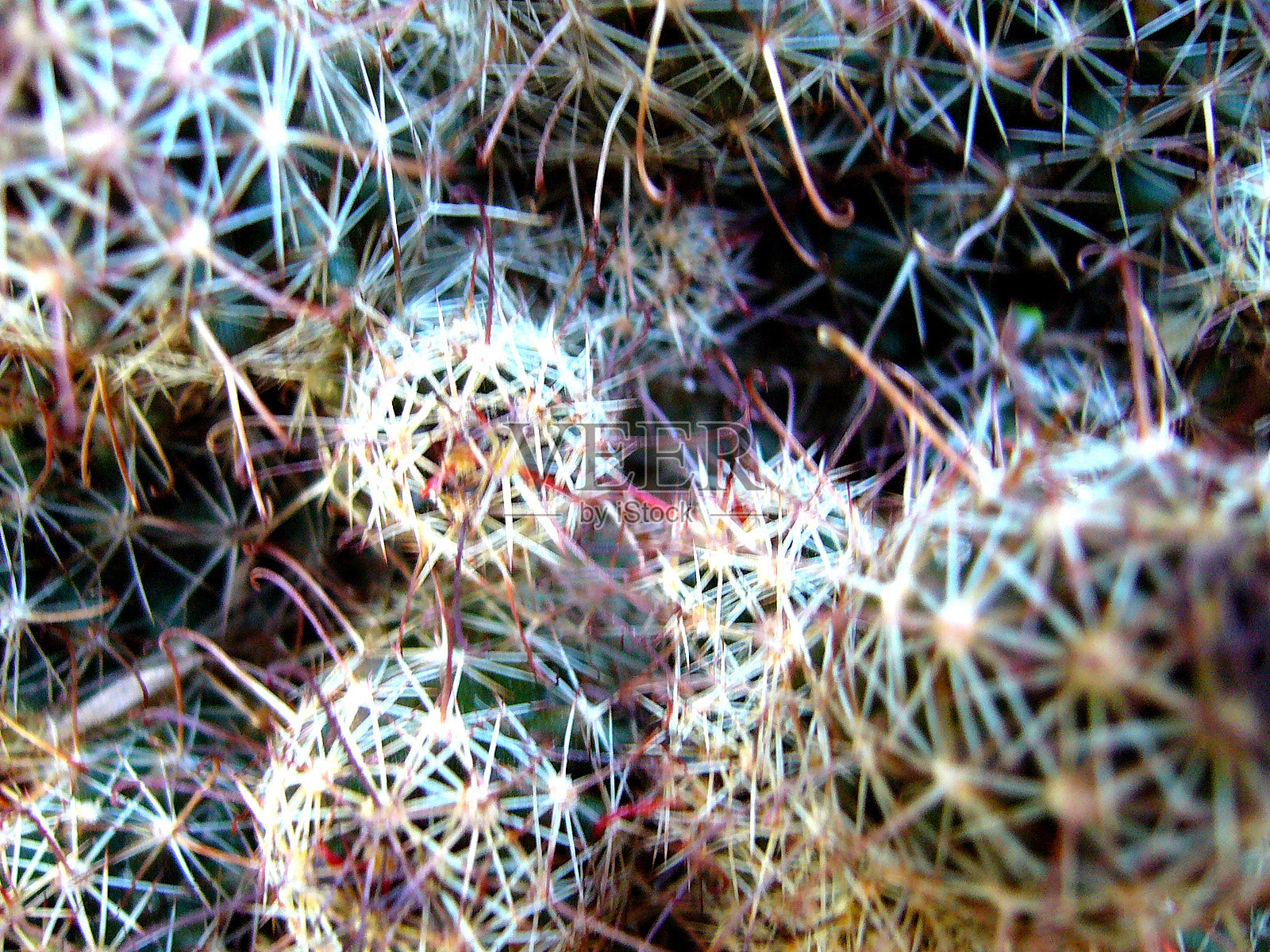 仙人掌在沙漠多汁照片摄影图片