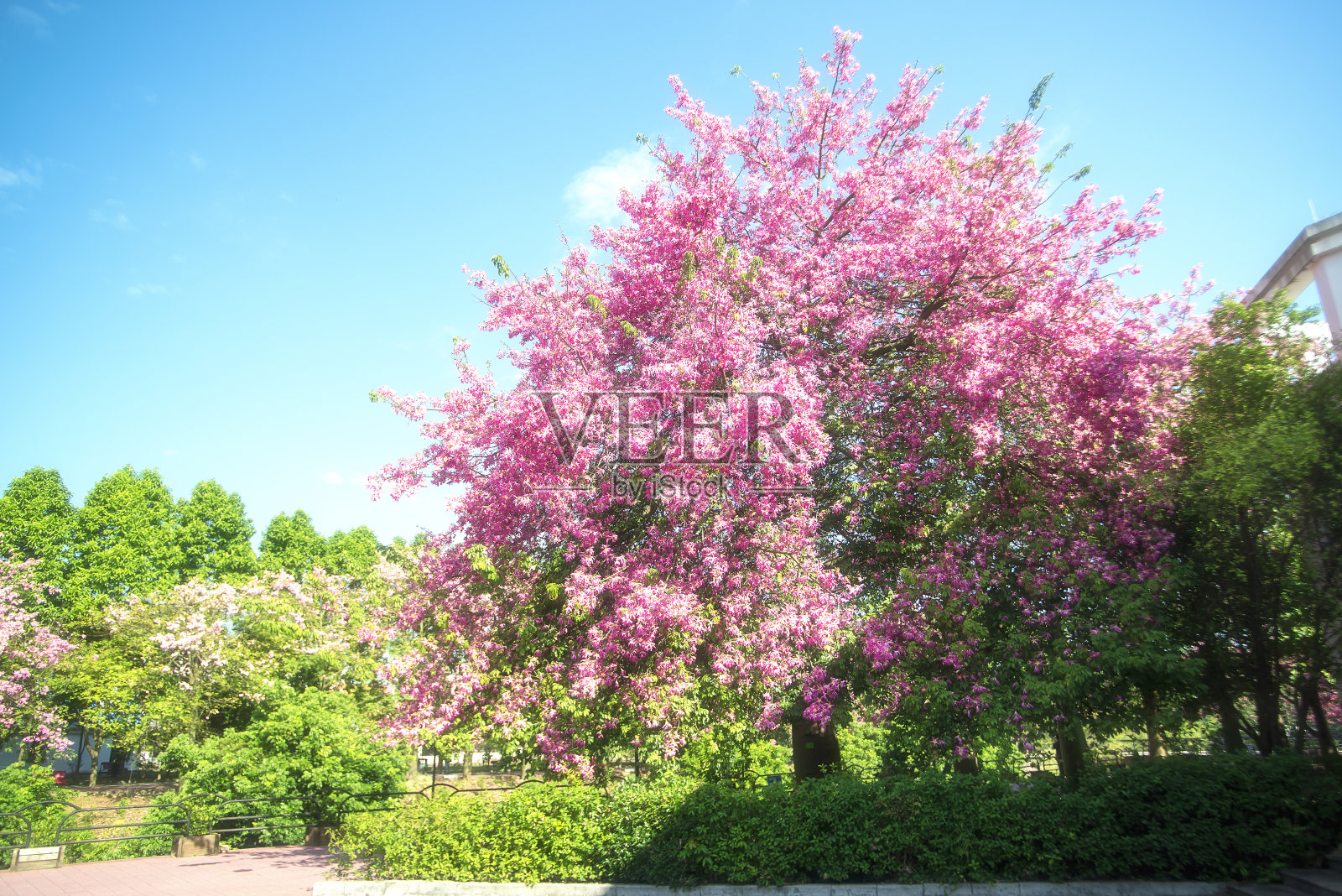 Chorisia叶照片摄影图片