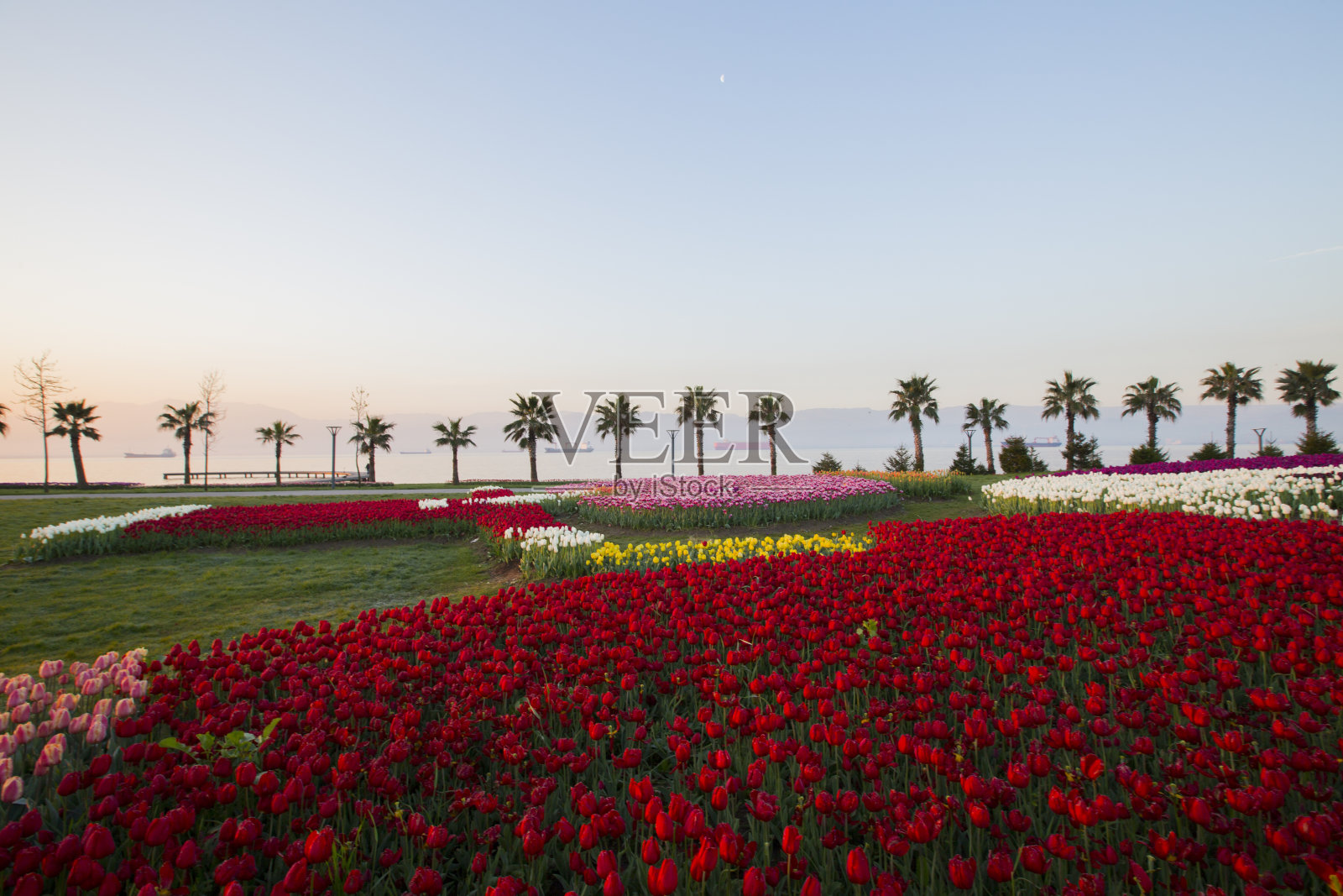郁金香照片摄影图片