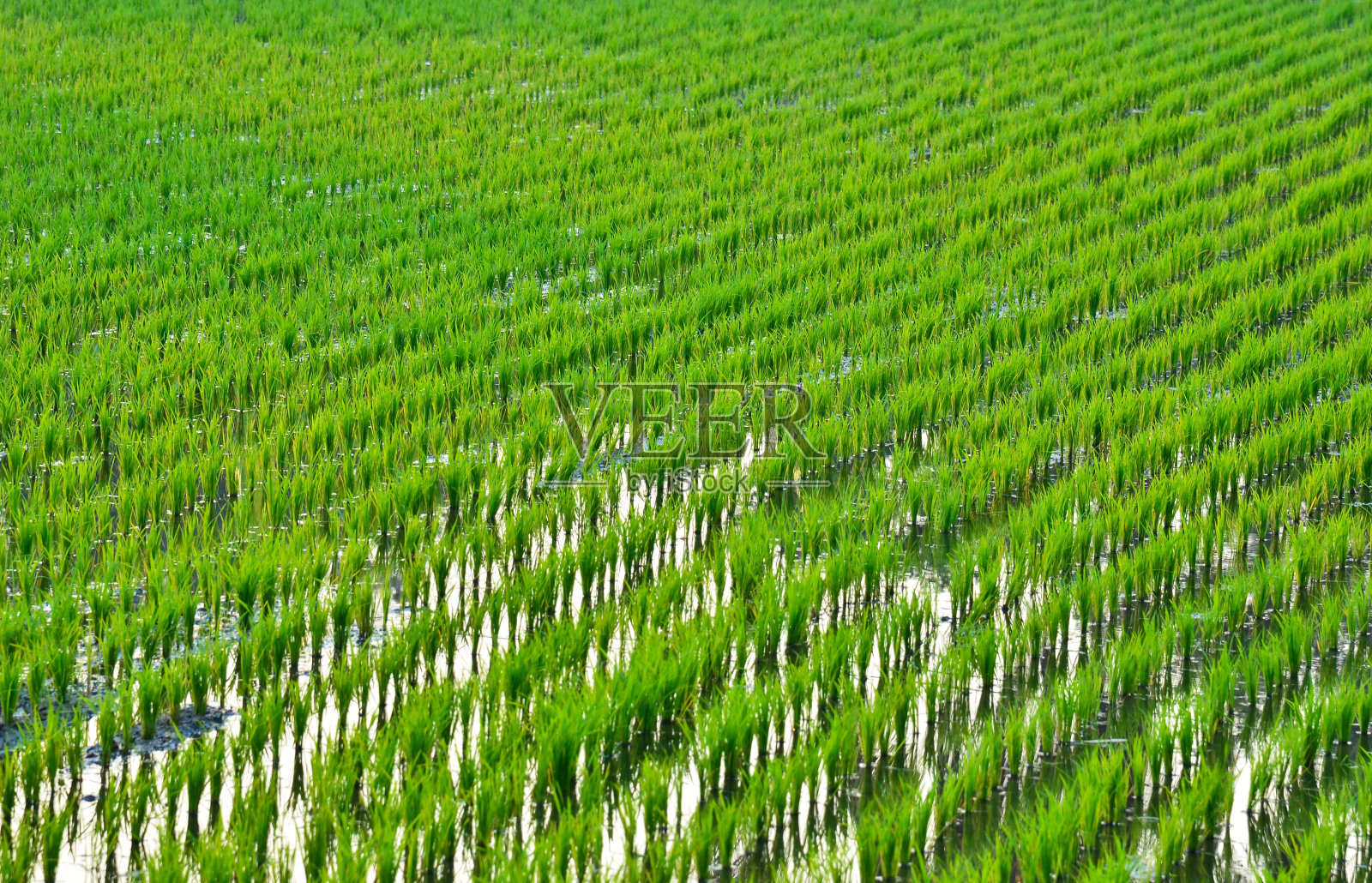 水稻晚上照片摄影图片