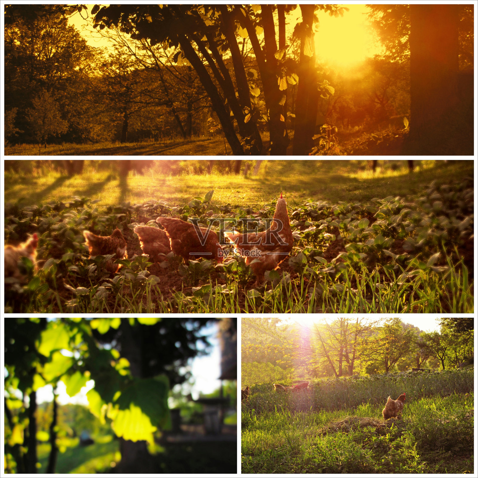 乡村风景环境拼贴形象照片摄影图片
