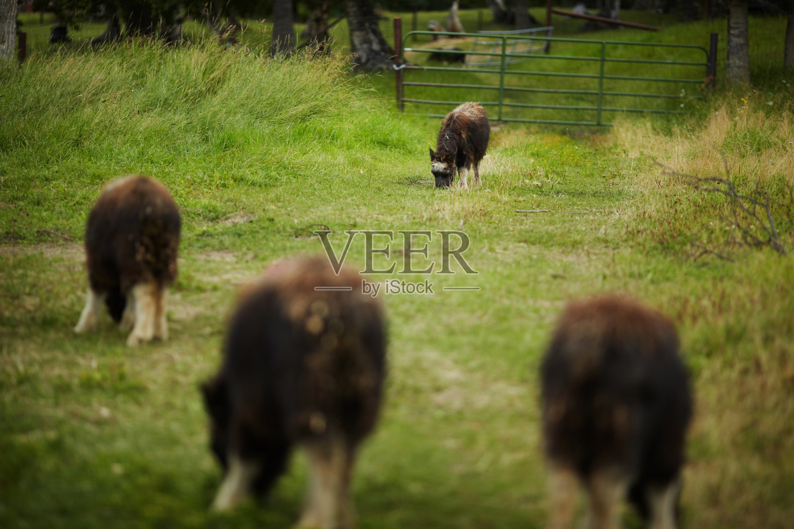 阿拉斯加麝牛群照片摄影图片