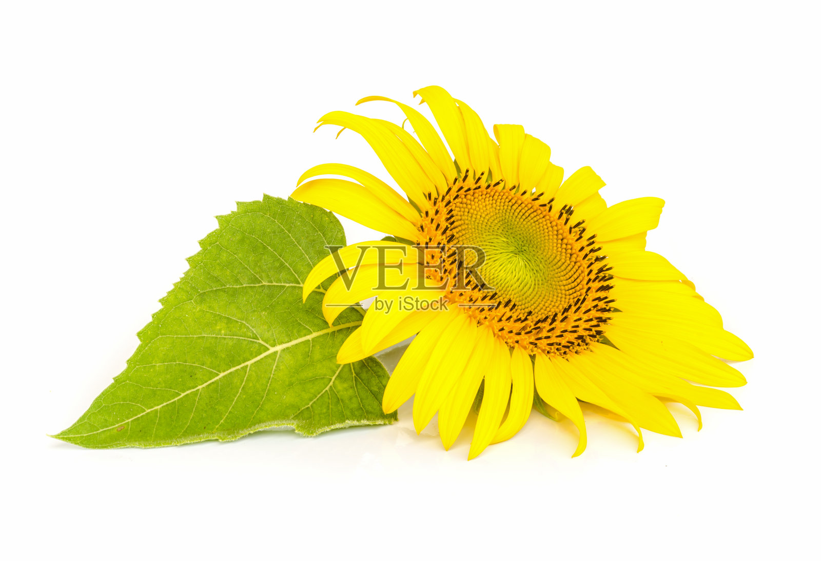 太阳的花。照片摄影图片