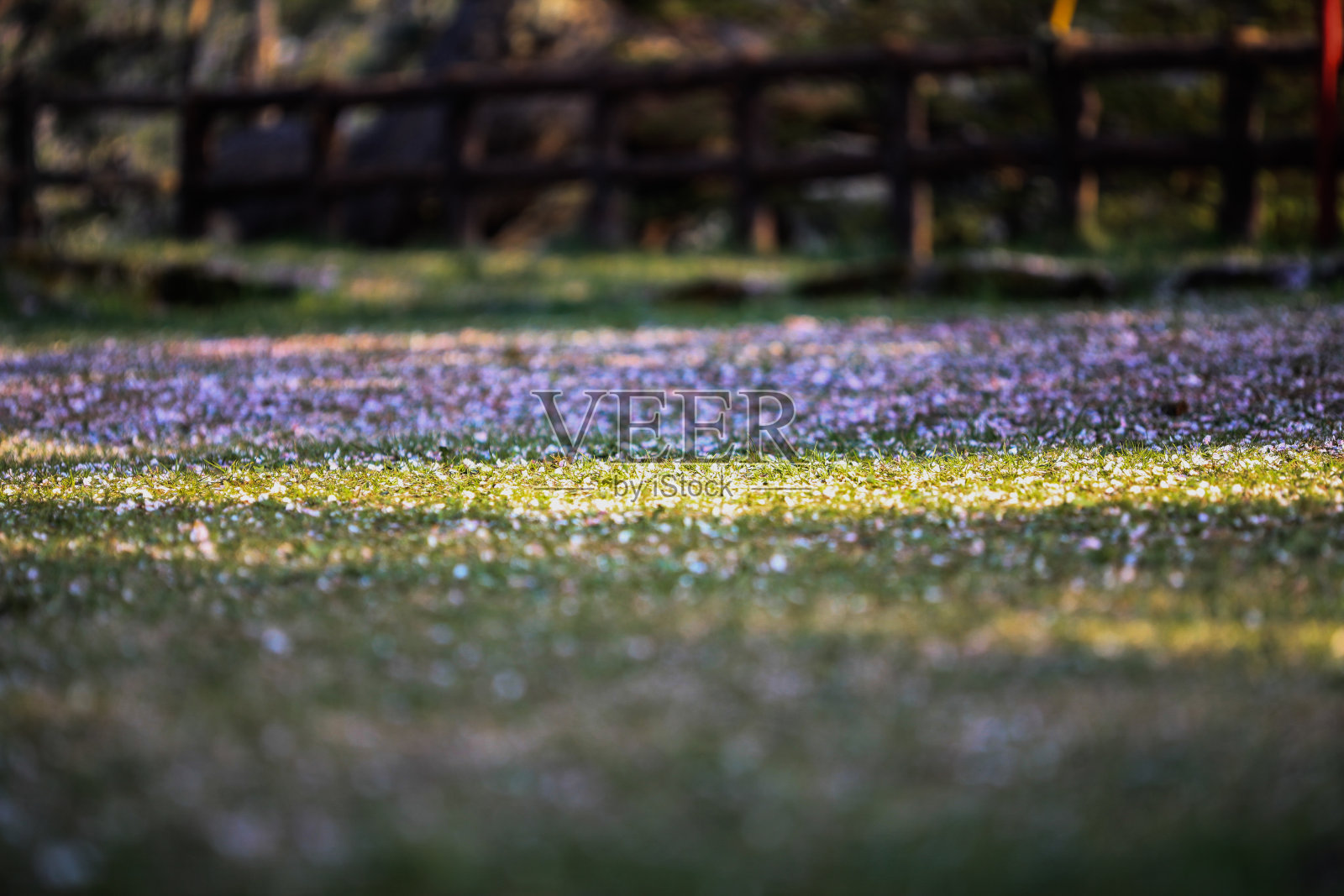 樱桃在草地上照片摄影图片