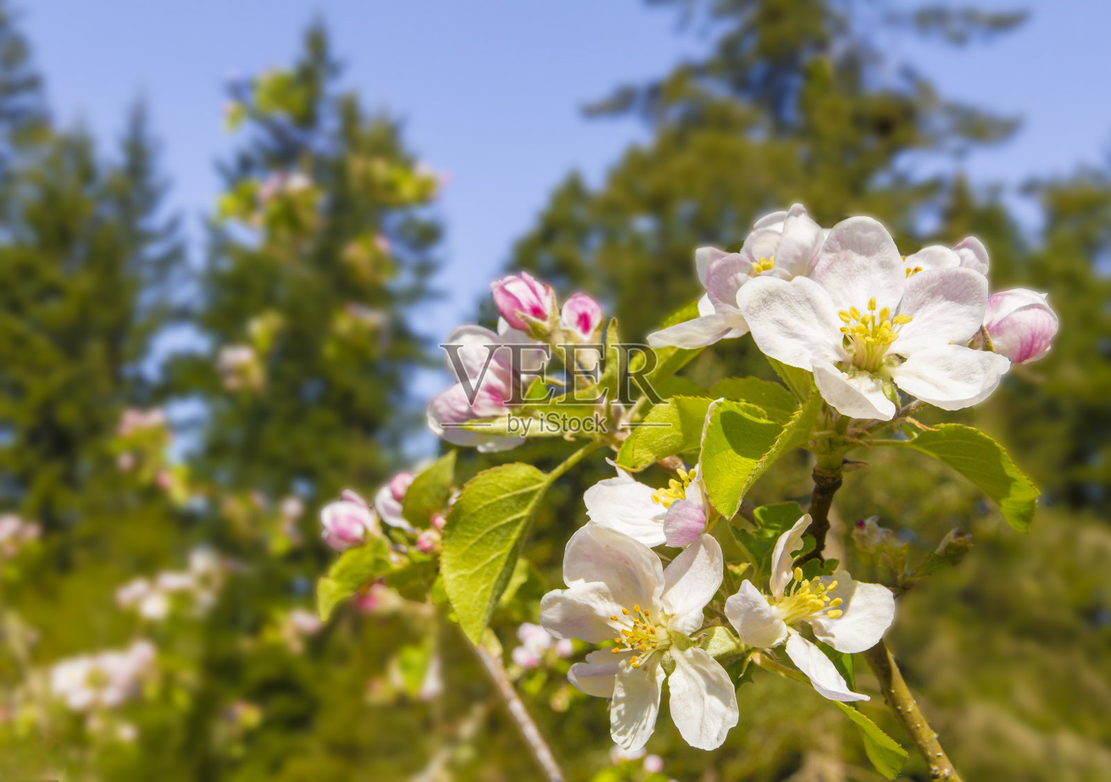 第一次春天苹果花的特写照片摄影图片